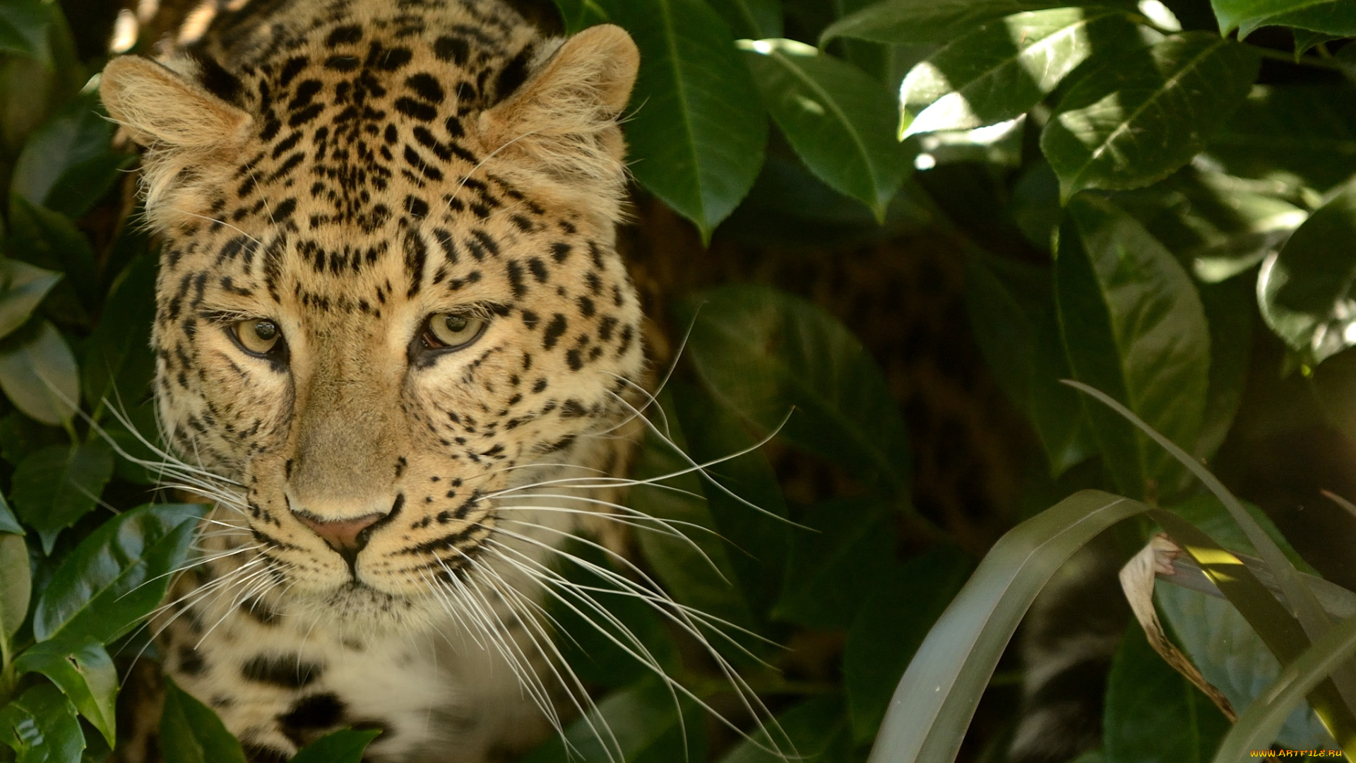 животные, леопарды, морда, пятна, красавец