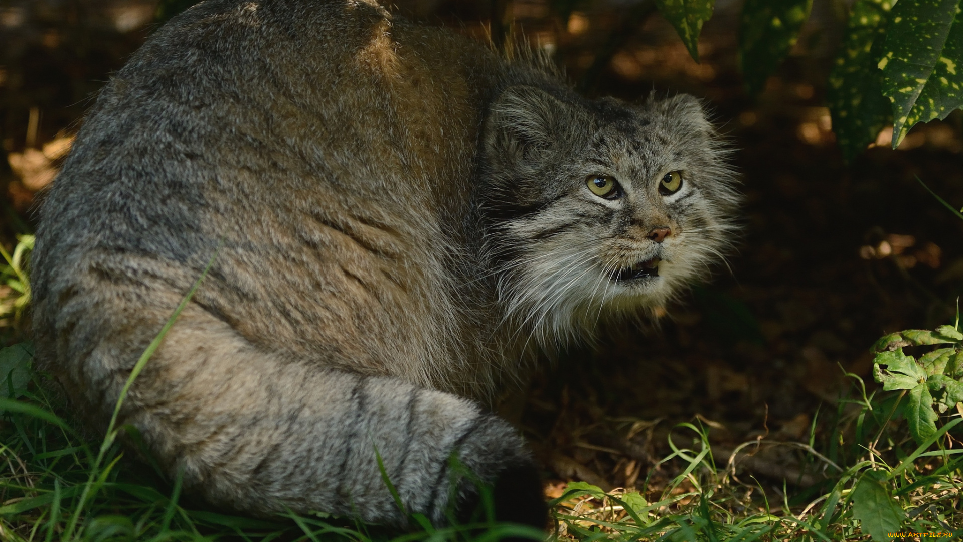 животные, манулы, агрессивный, палласов, кот