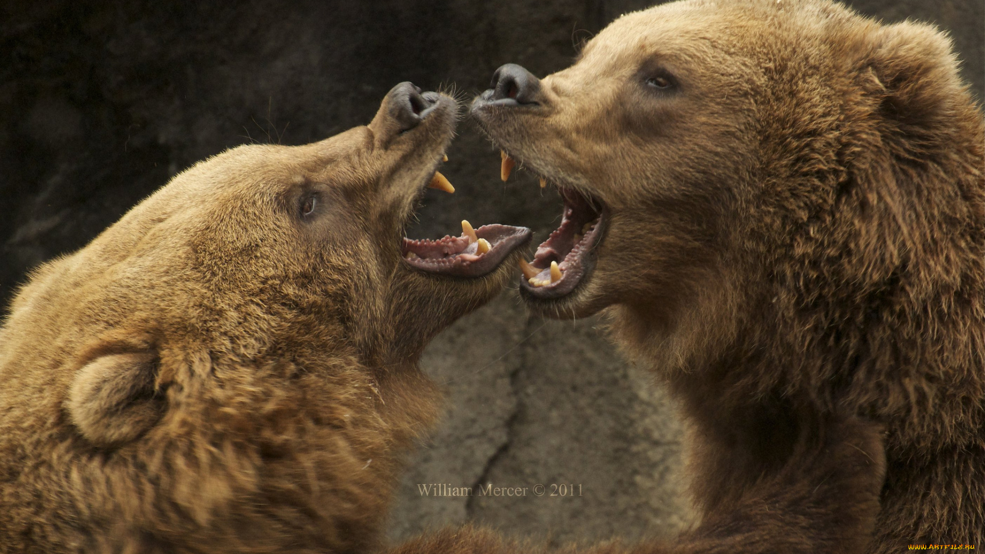 животные, медведи, спарринг