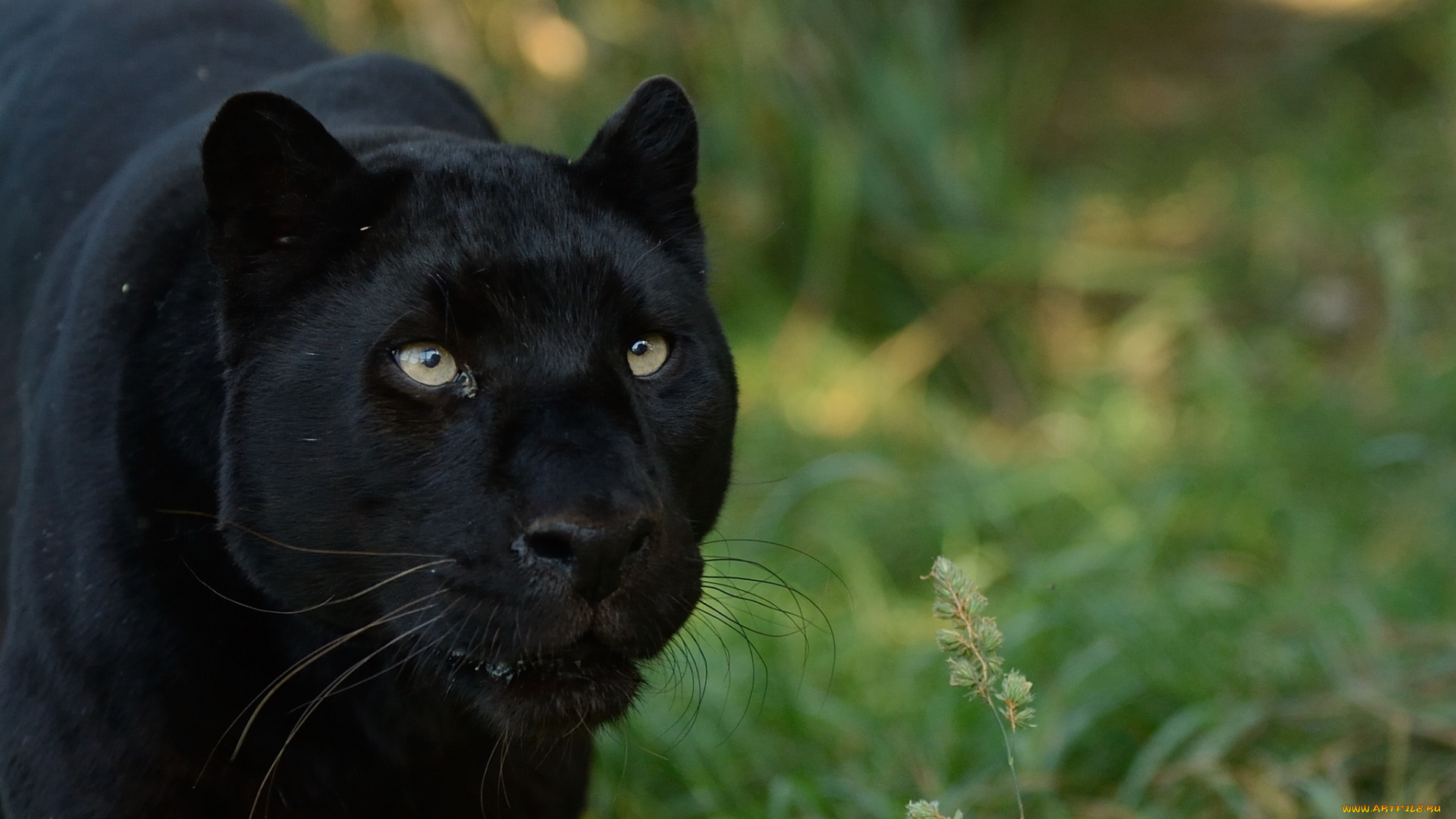 животные, пантеры, черный, красавица