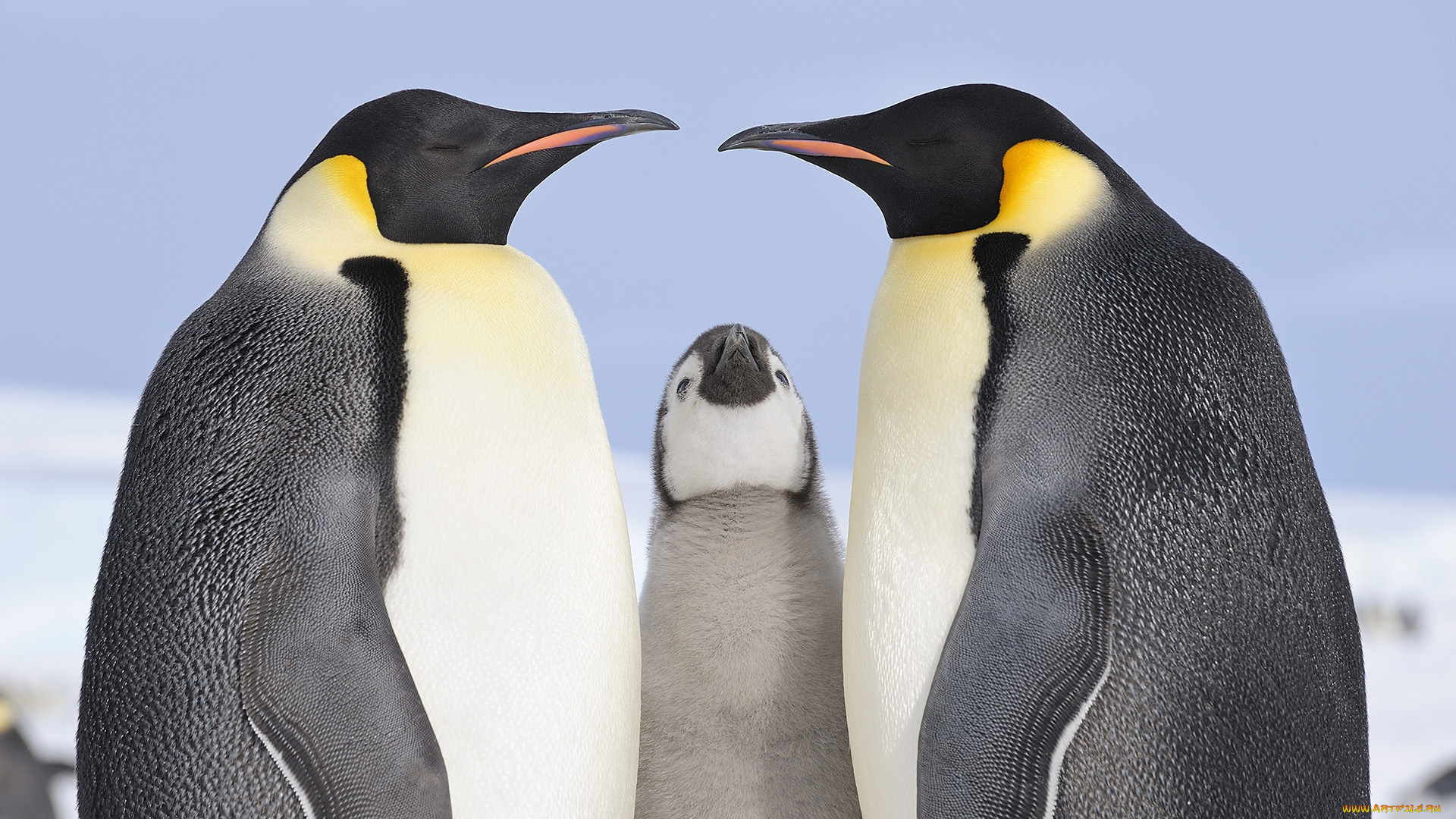животные, пингвины