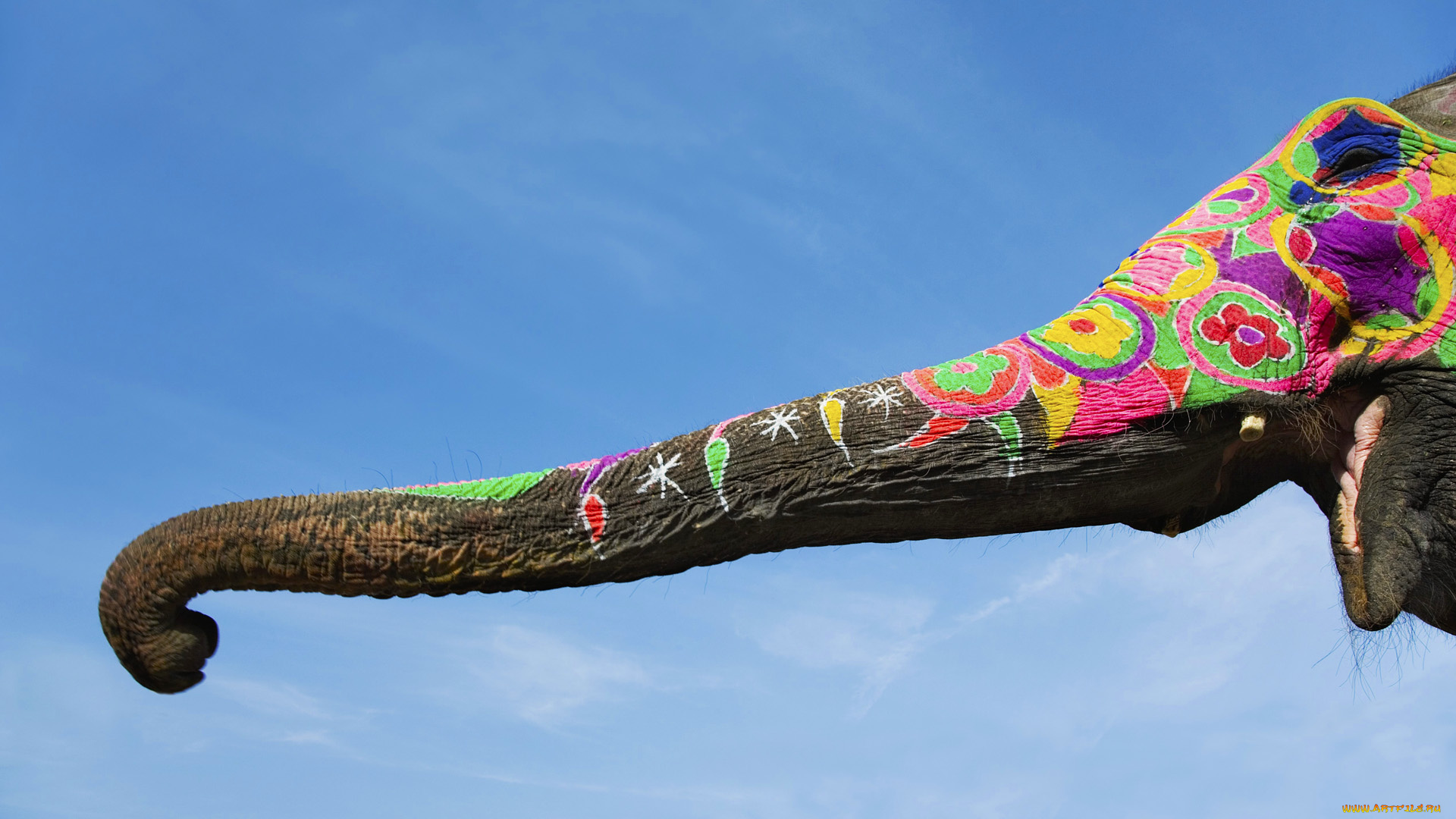 животные, слоны, хобот, слон