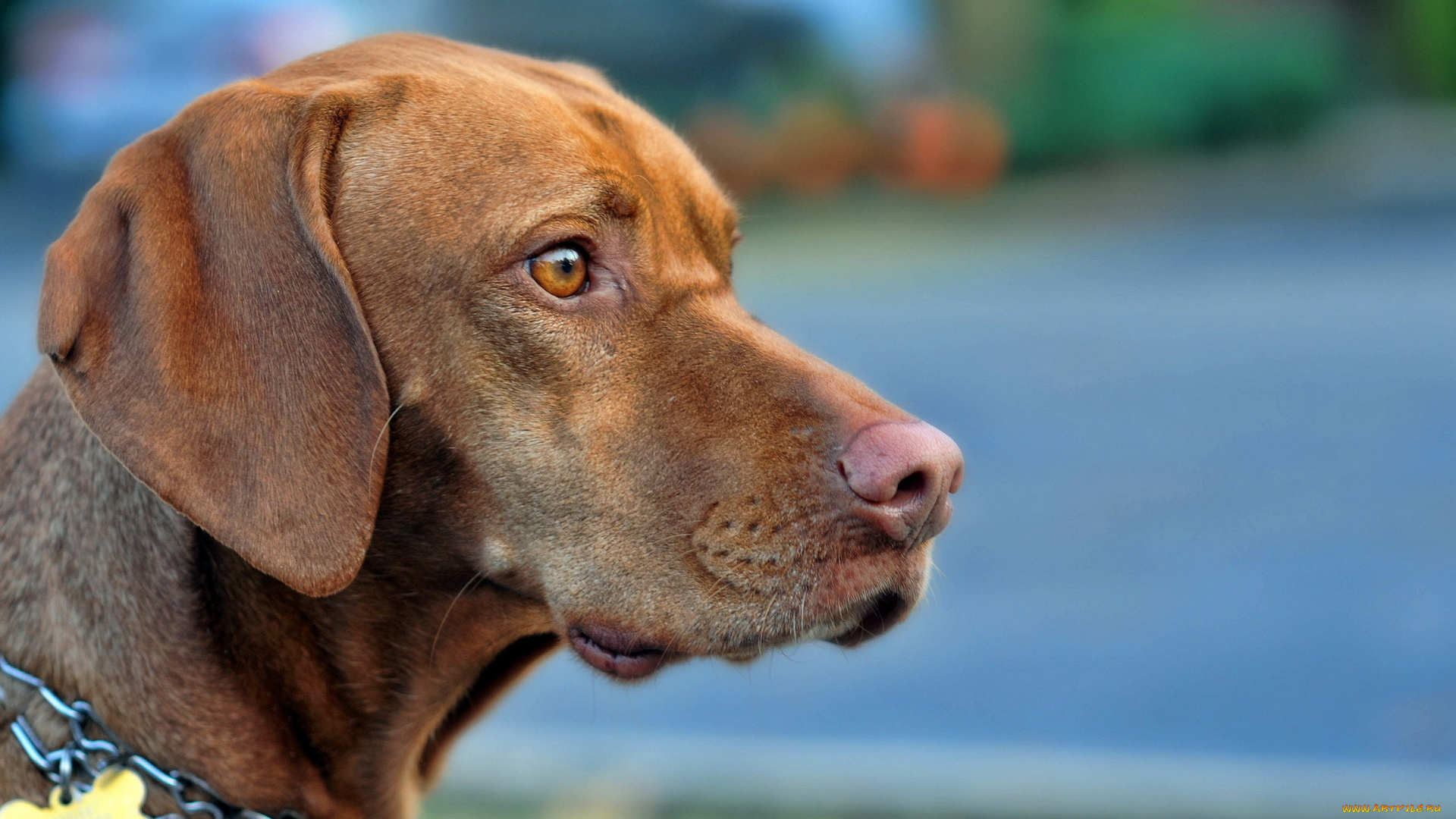 животные, собаки, собака, взгляд, друг