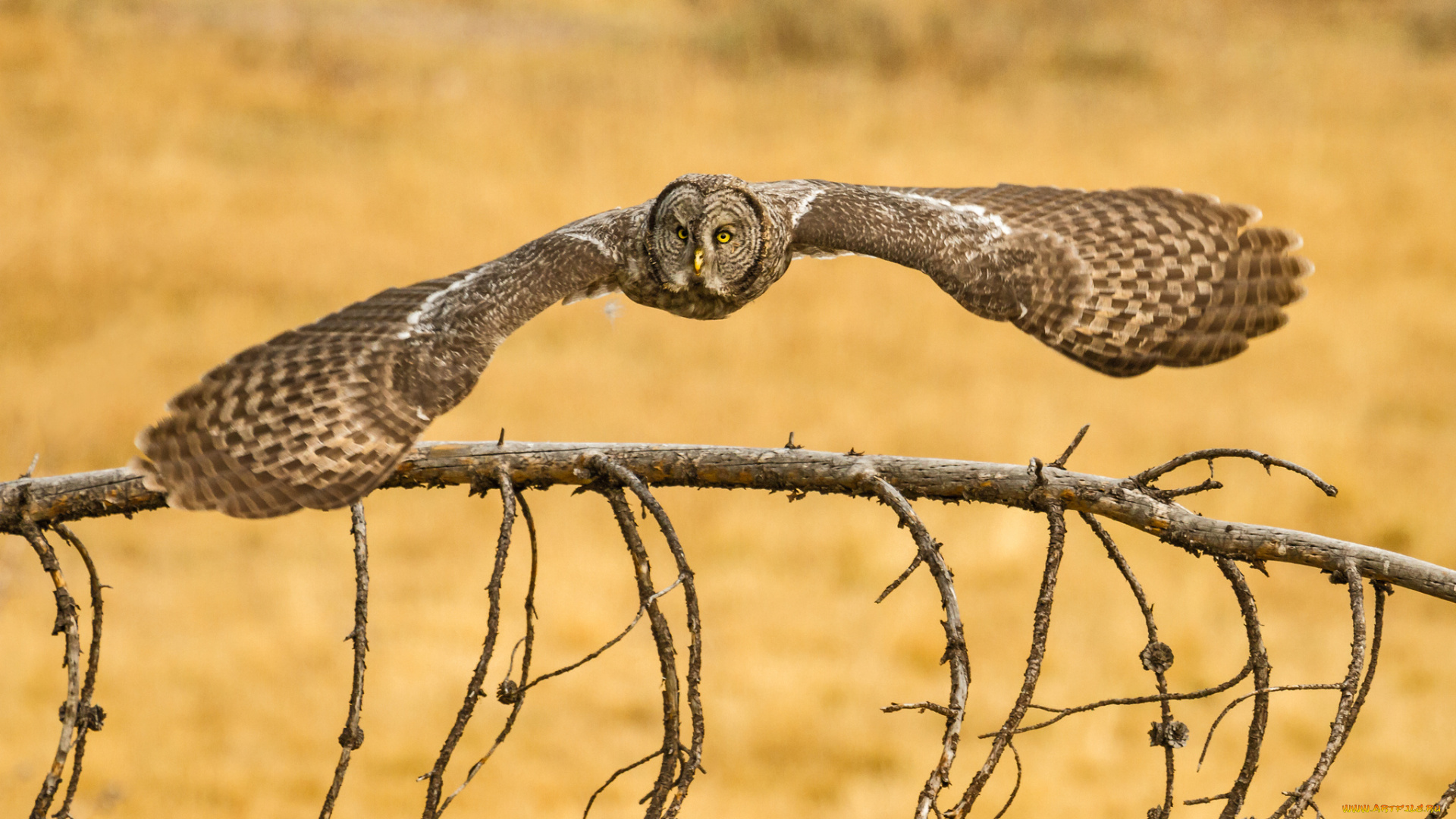животные, совы, бородатая, неясыть, great, grey, owl, lapland