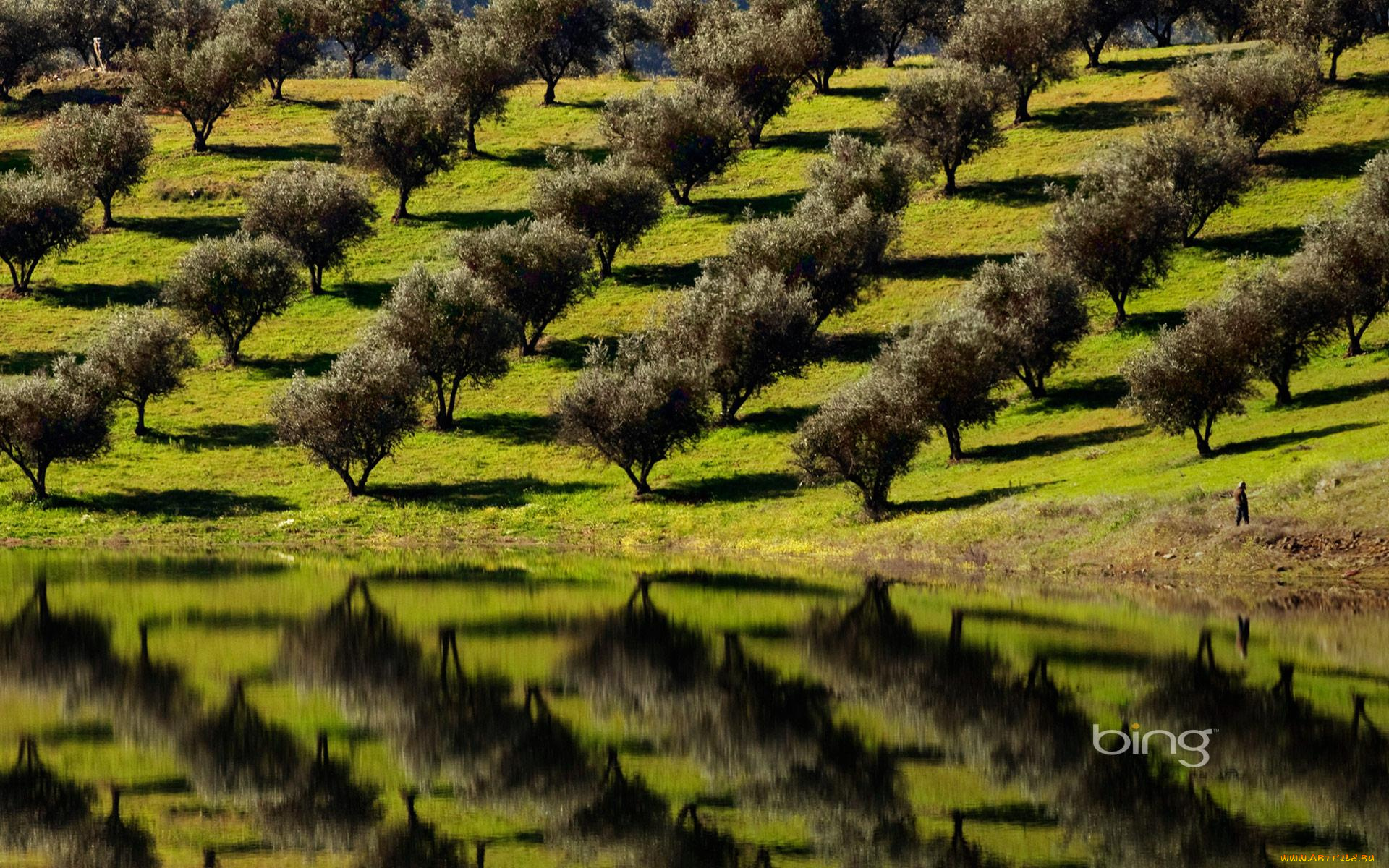 природа, деревья, сад, река, отражение