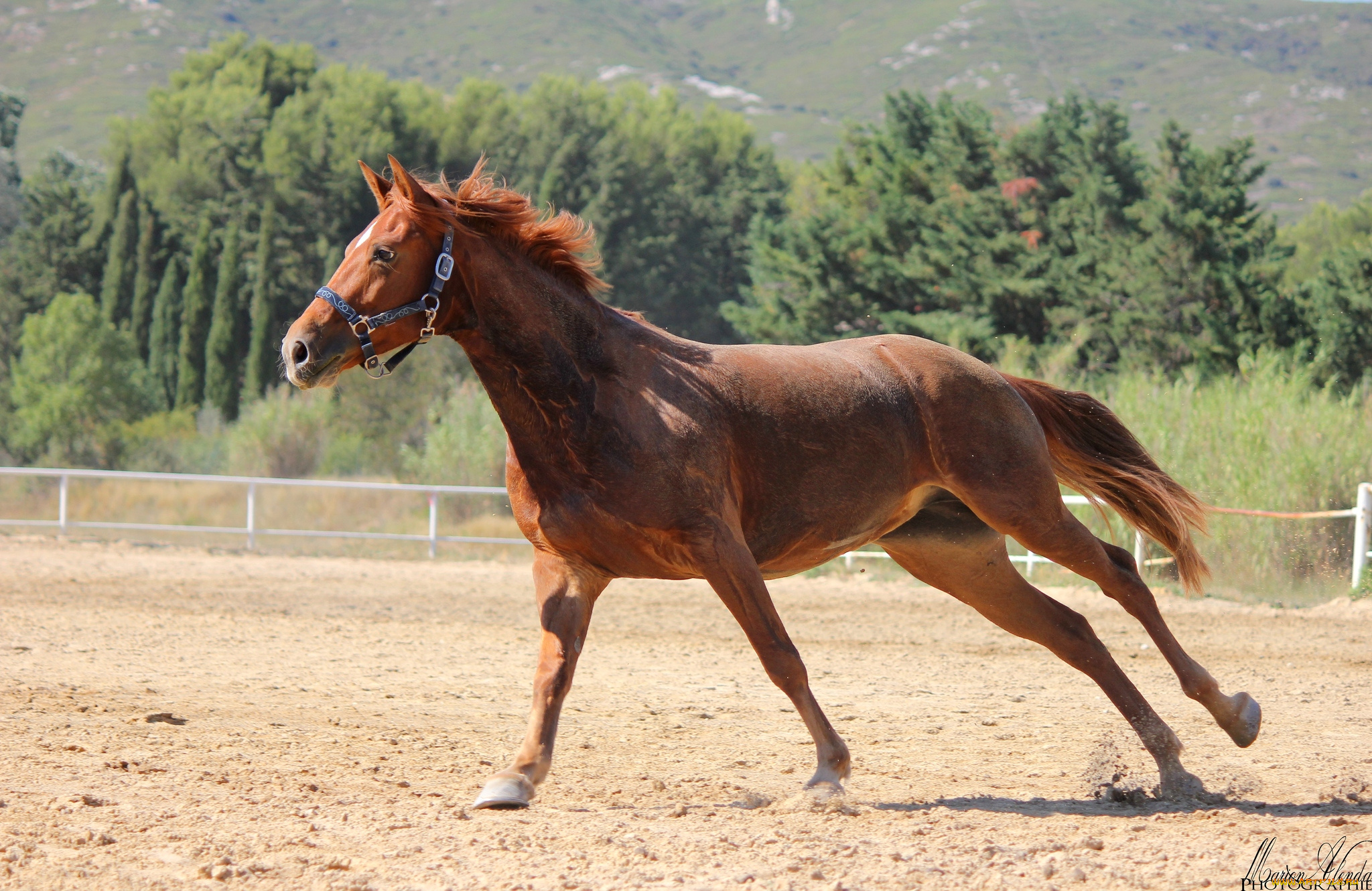 животные, лошади, гнедой, красавец
