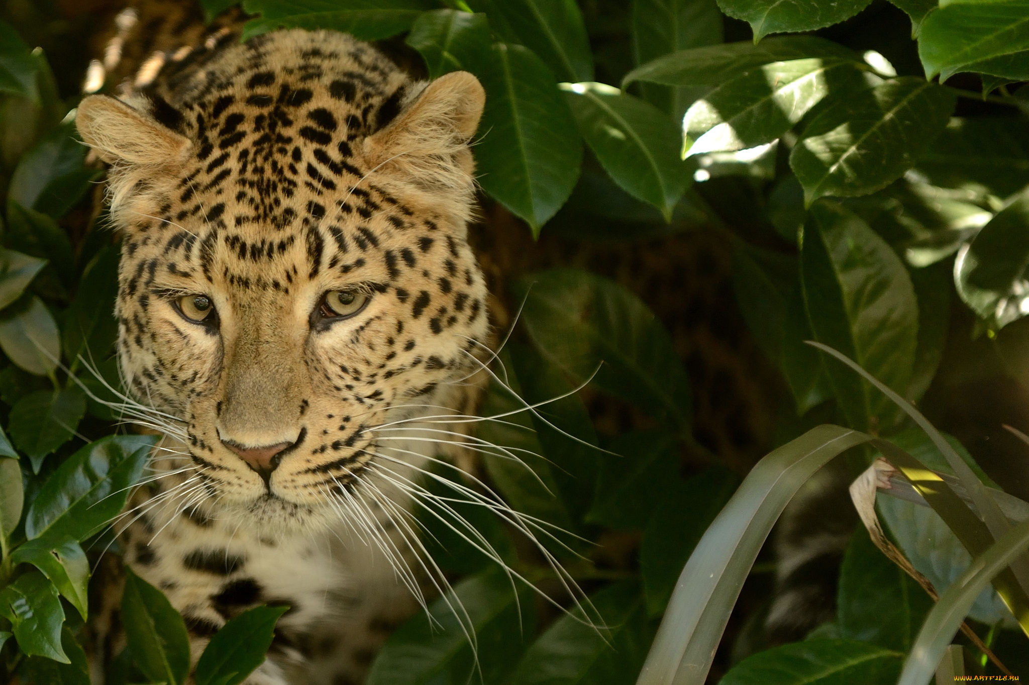 животные, леопарды, морда, пятна, красавец