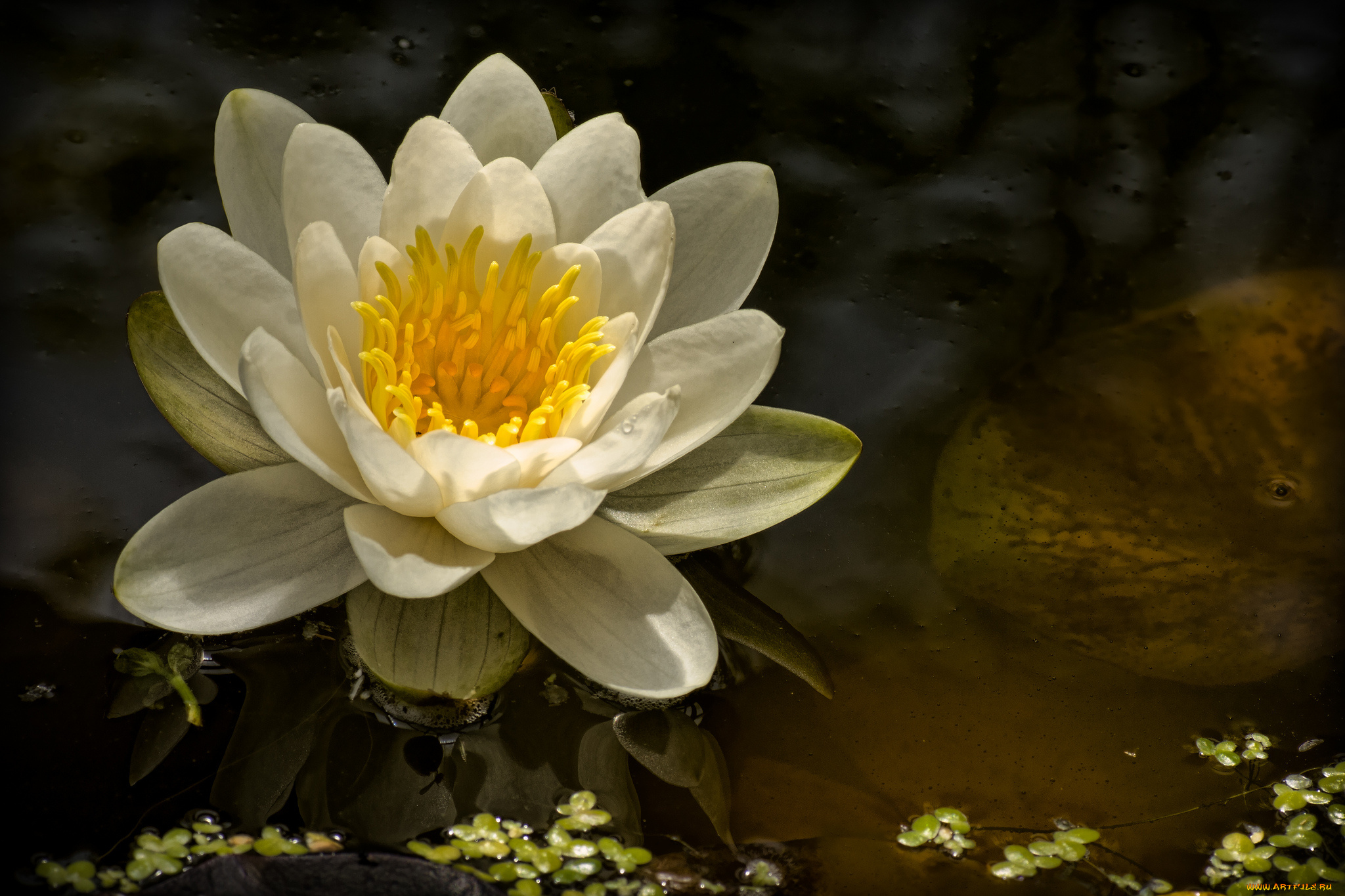 цветы, лилии, водяные, нимфеи, кувшинки, нимфея