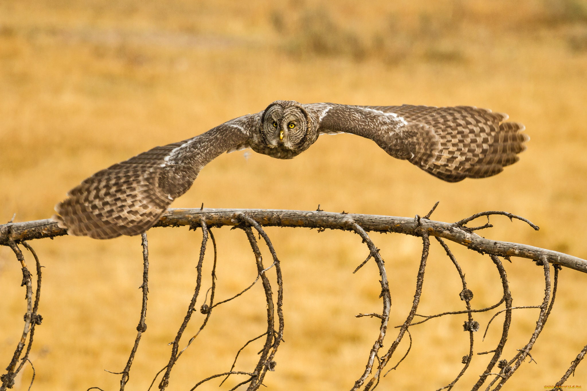 животные, совы, бородатая, неясыть, great, grey, owl, lapland