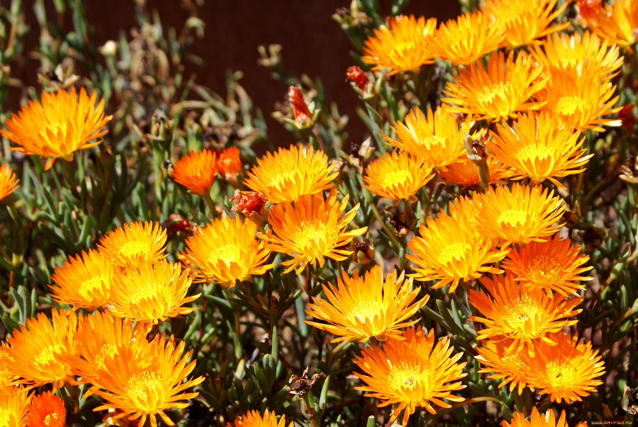 цветы, аизовые, желтый