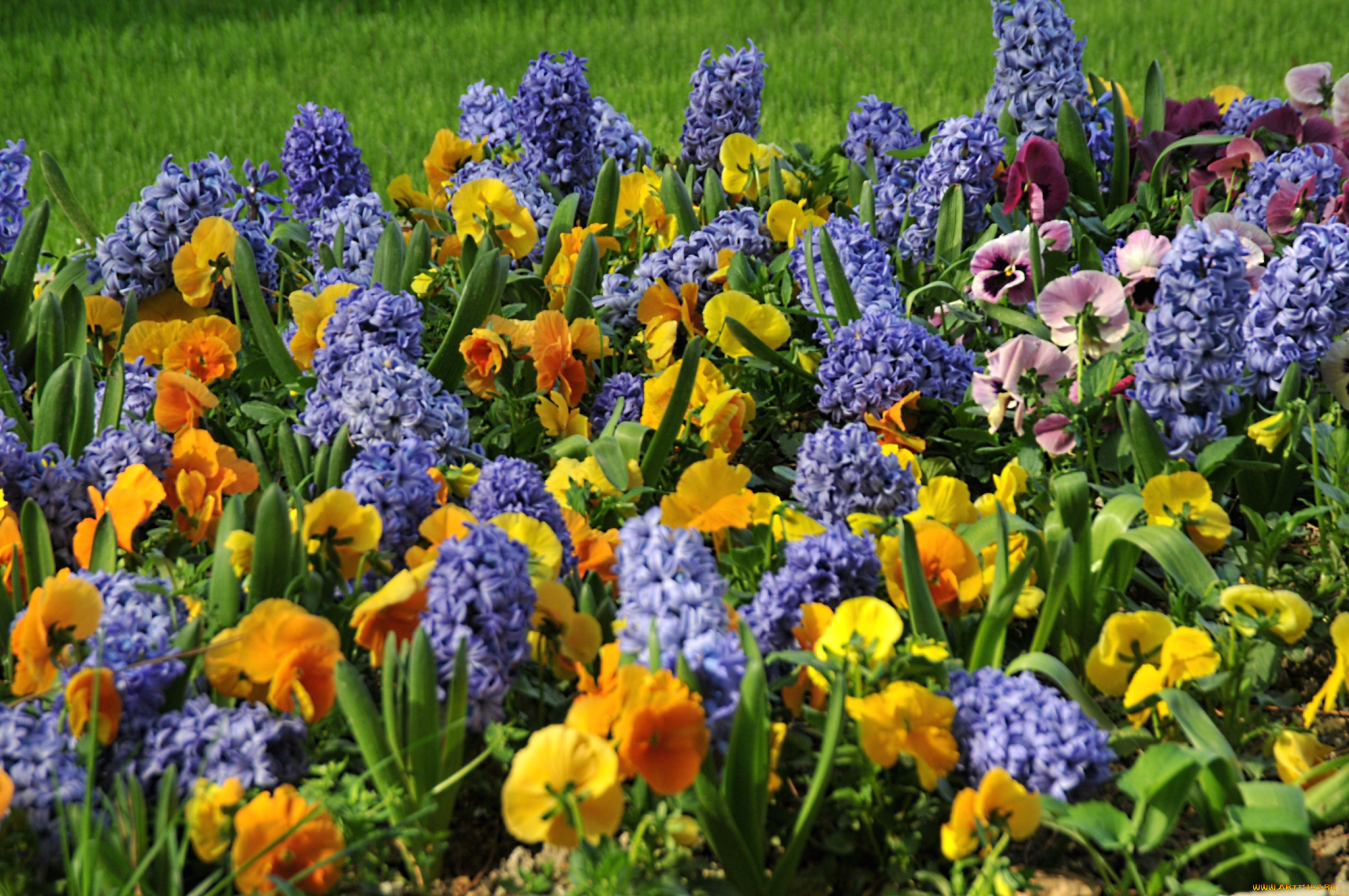 цветы, разные, вместе, гиацинты, виола