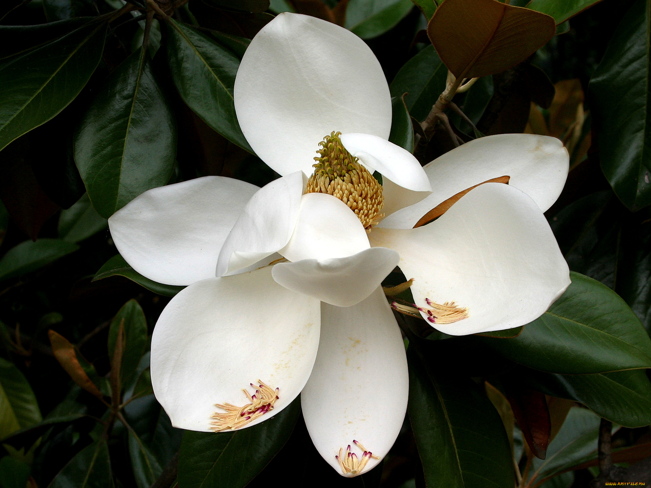 цветы, магнолии, лепестки