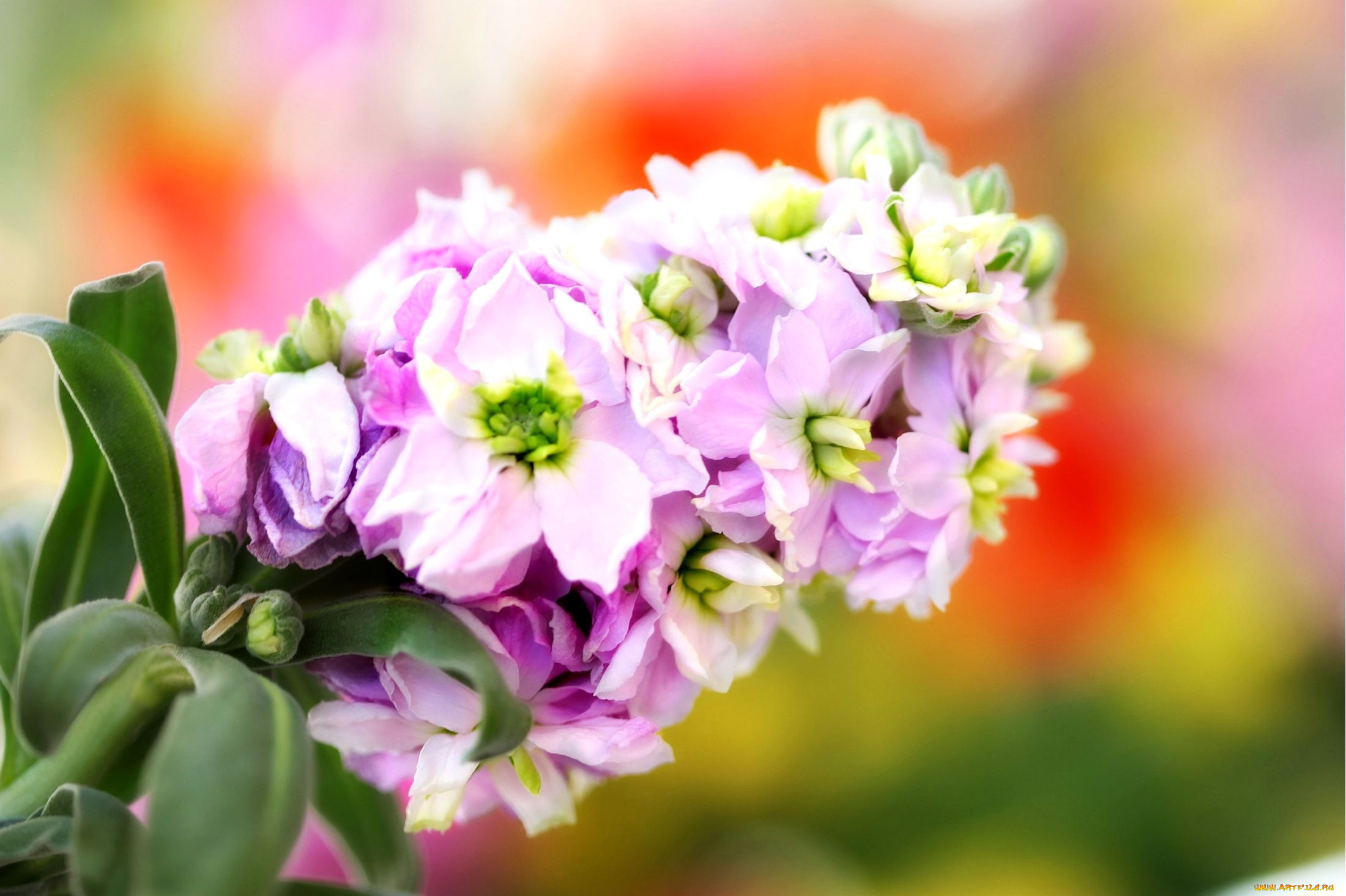 цветы, левкой, матиола, розовый