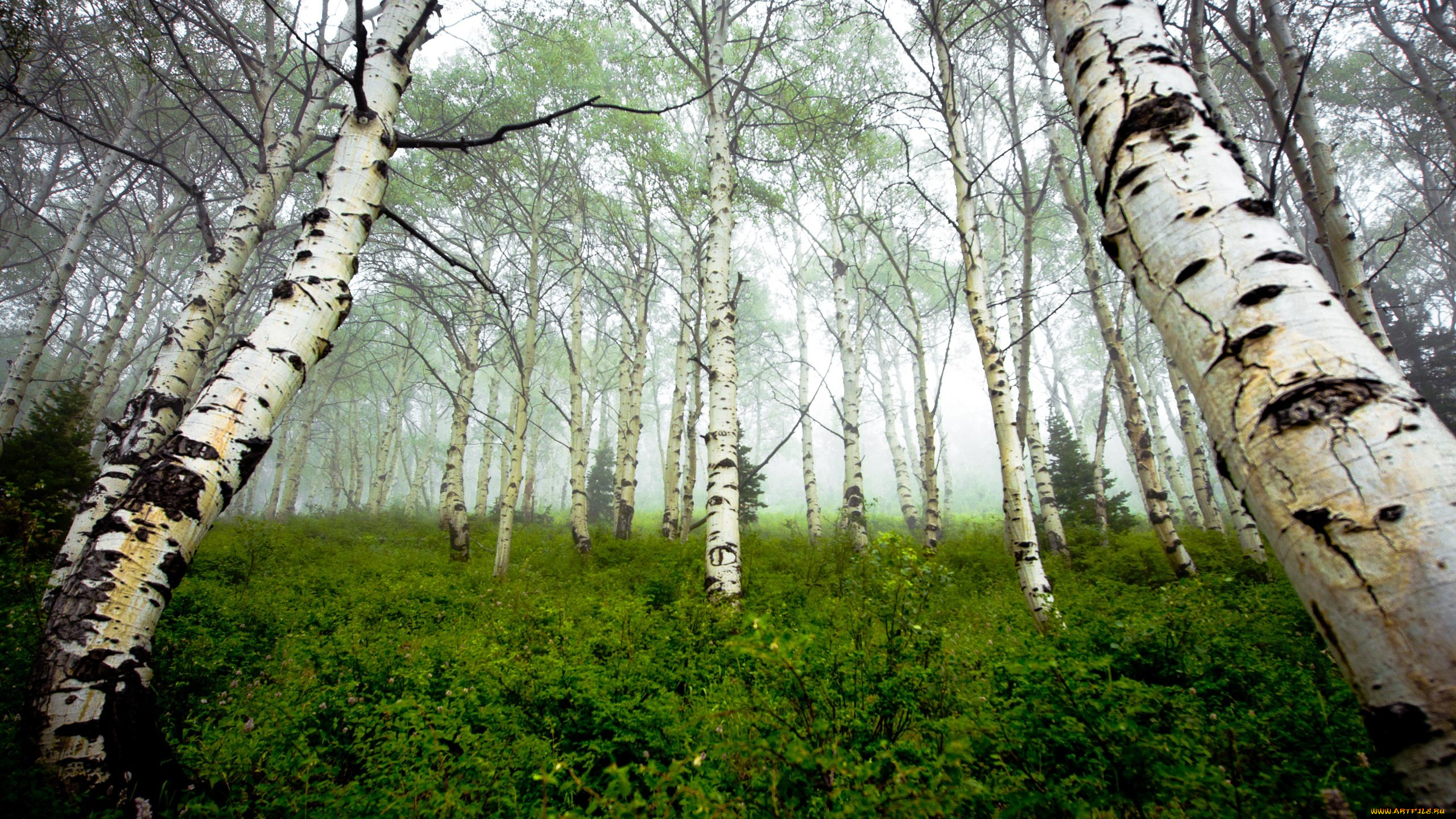forest, природа, лес, березы, кустарник