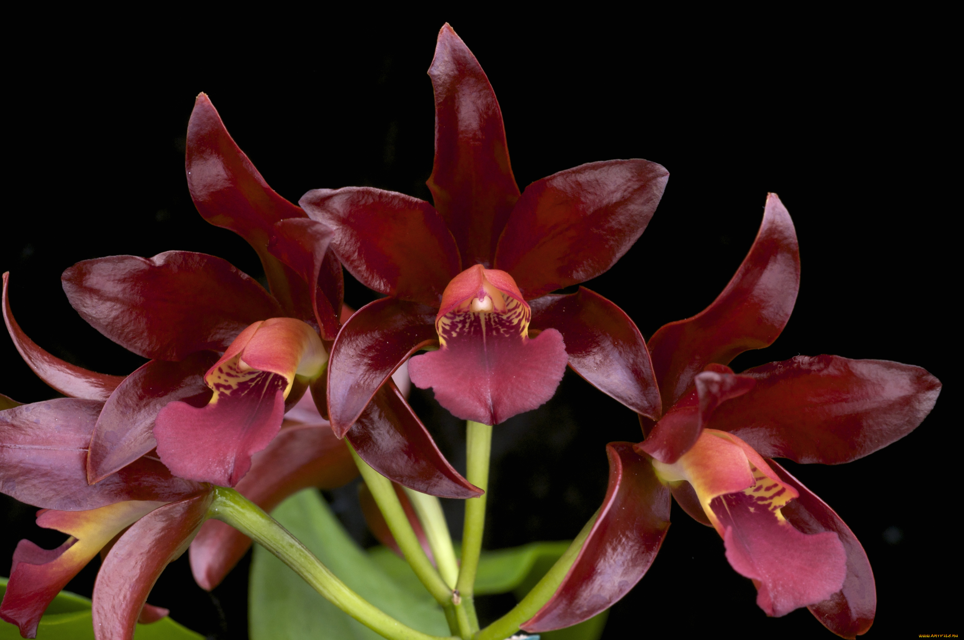 цветы, орхидеи, бордовый, экзотика