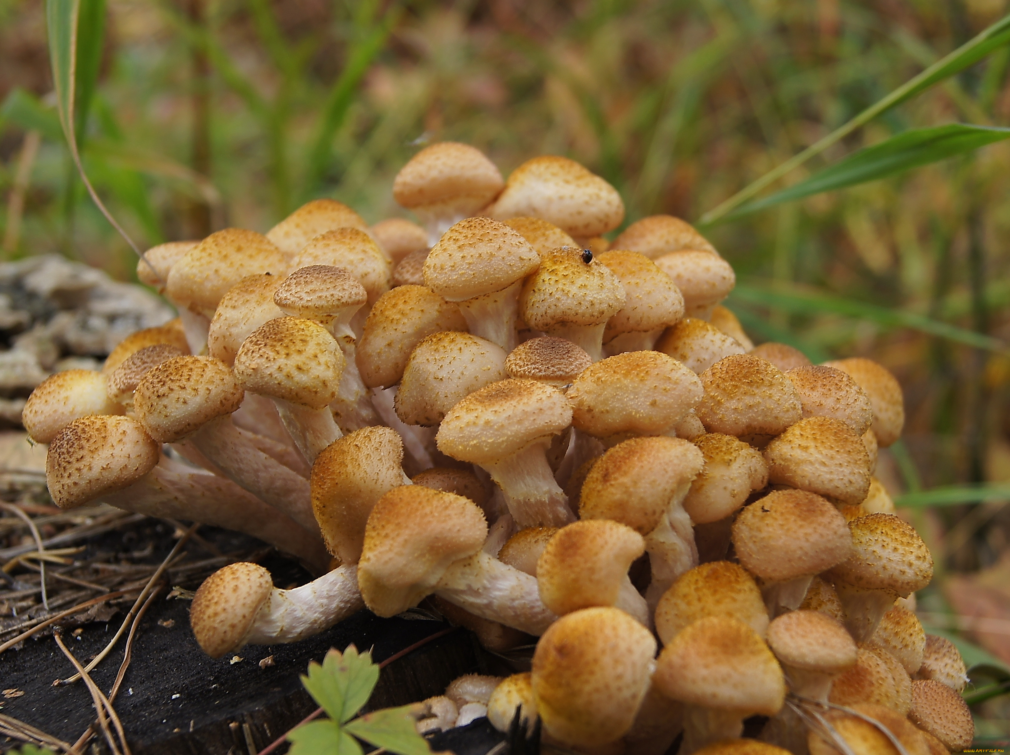 природа, грибы, семейка