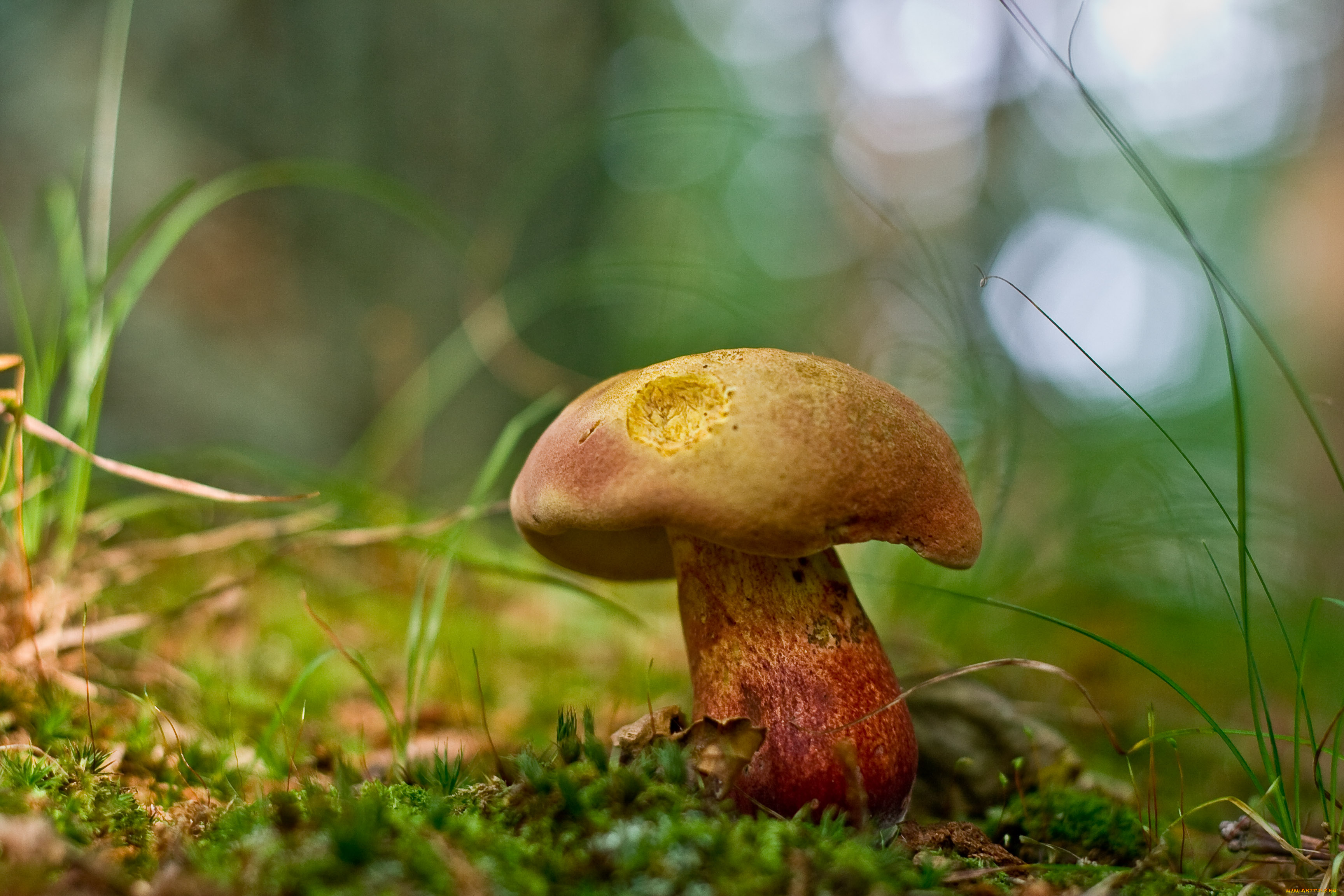 mushroom, природа, грибы, листья, трава, гриб