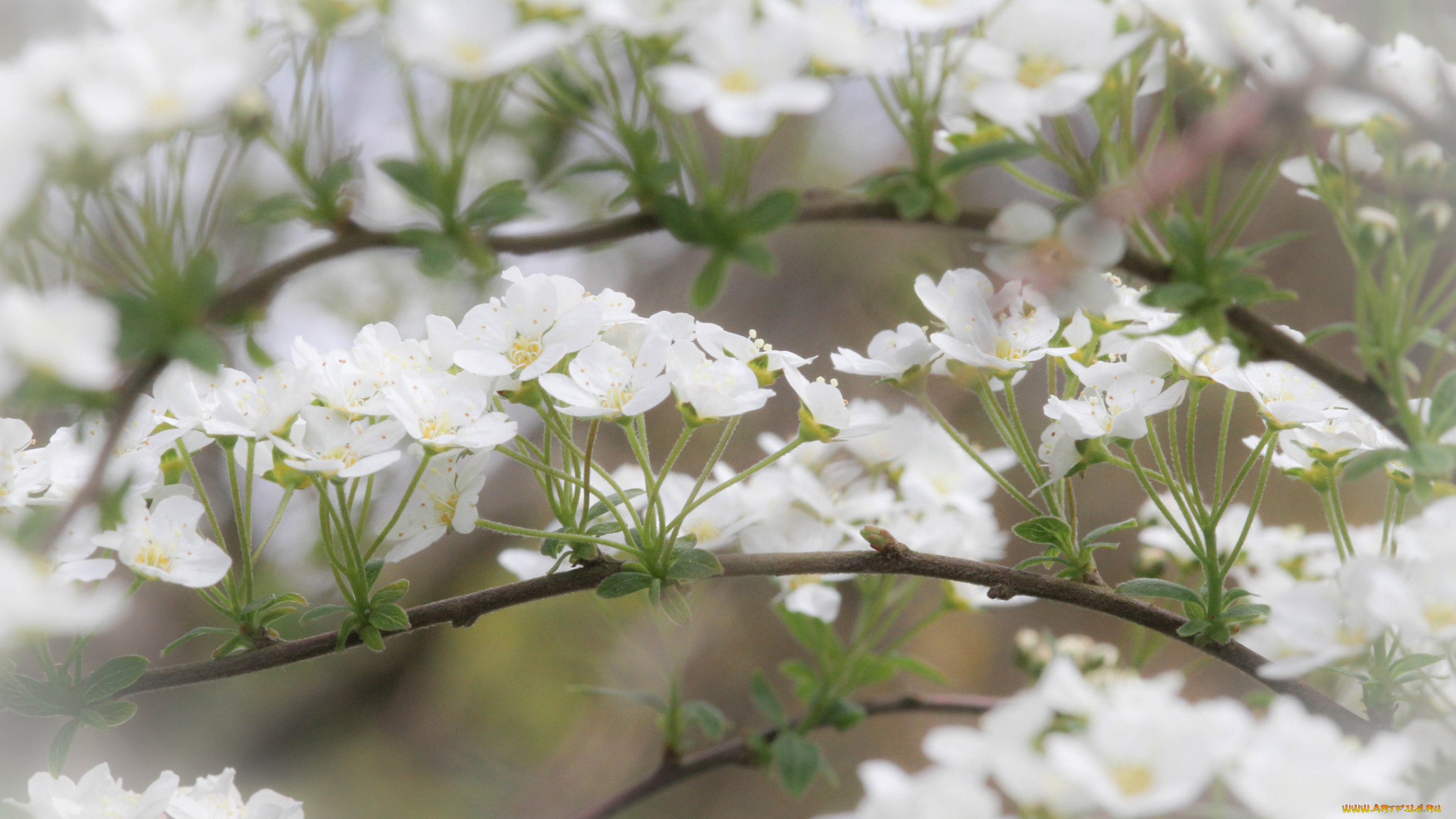 цветы, цветущие, деревья, , , кустарники, листики, ветка, нежно, цветение, цветочки