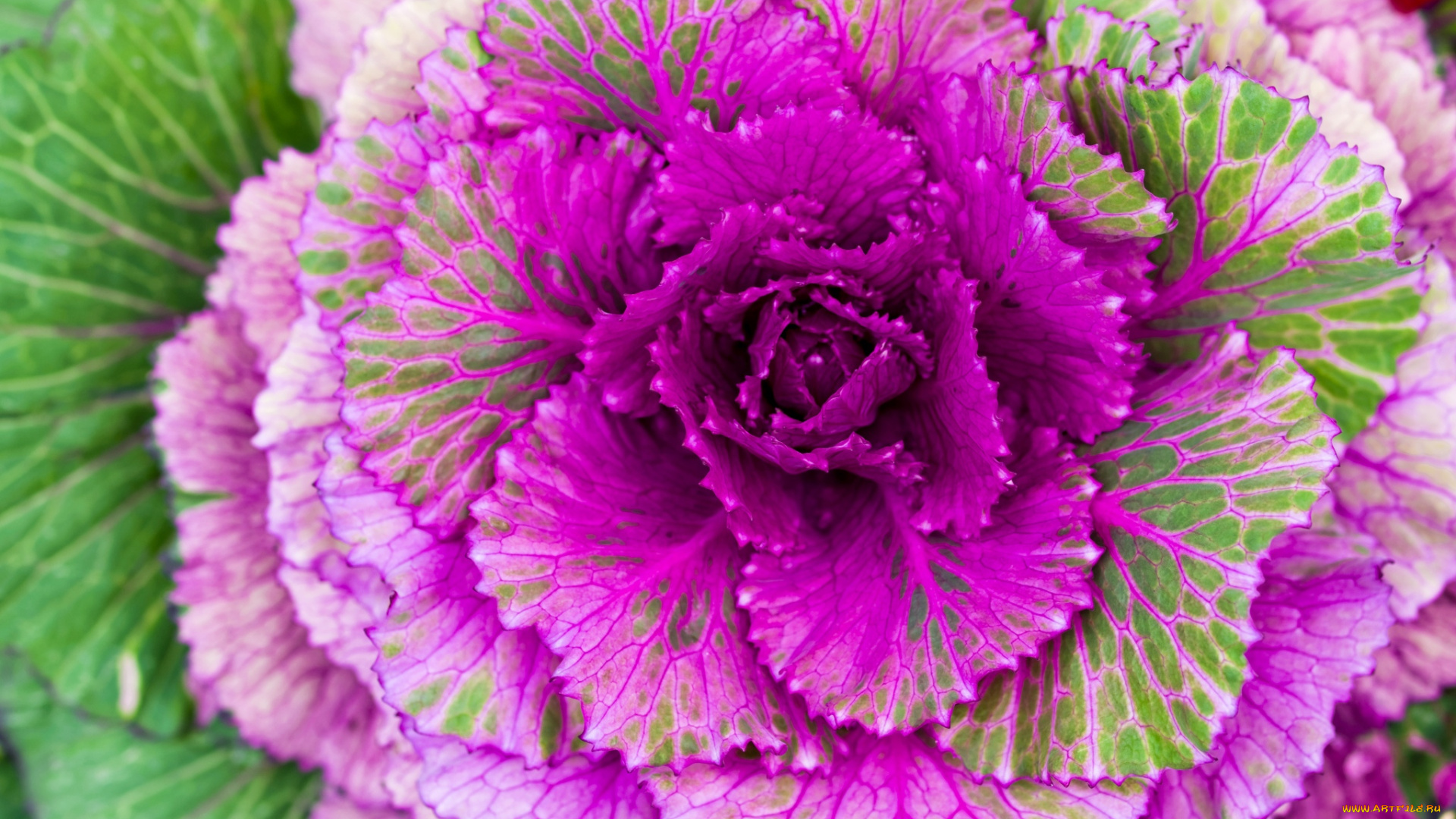 цветы, цветущие, овощи, , ягоды, bloom, cabbage, лепестки, капуста, цветение, petals