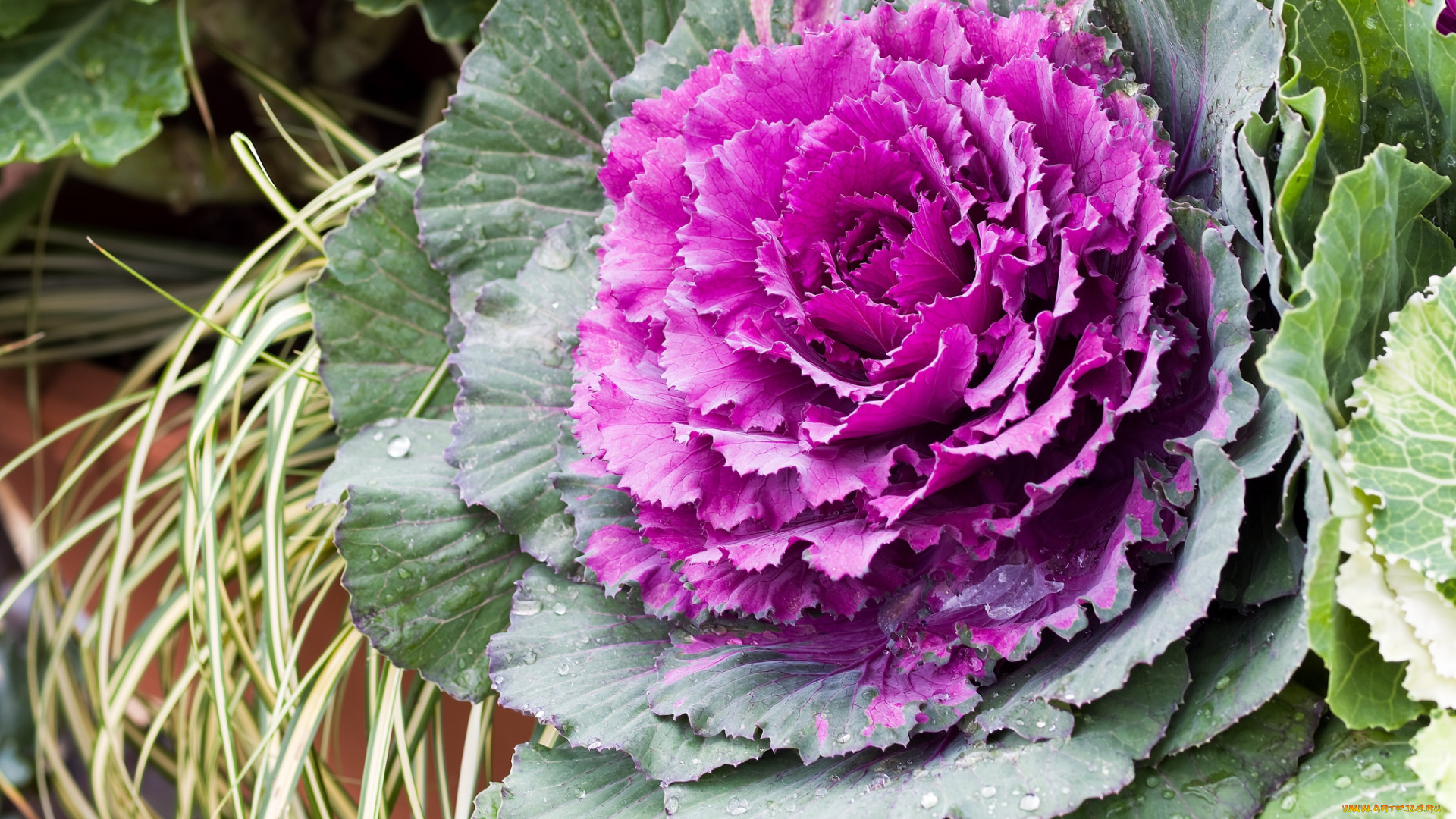 цветы, цветущие, овощи, , ягоды, капуста, цветение, лепестки, cabbage, bloom, petals