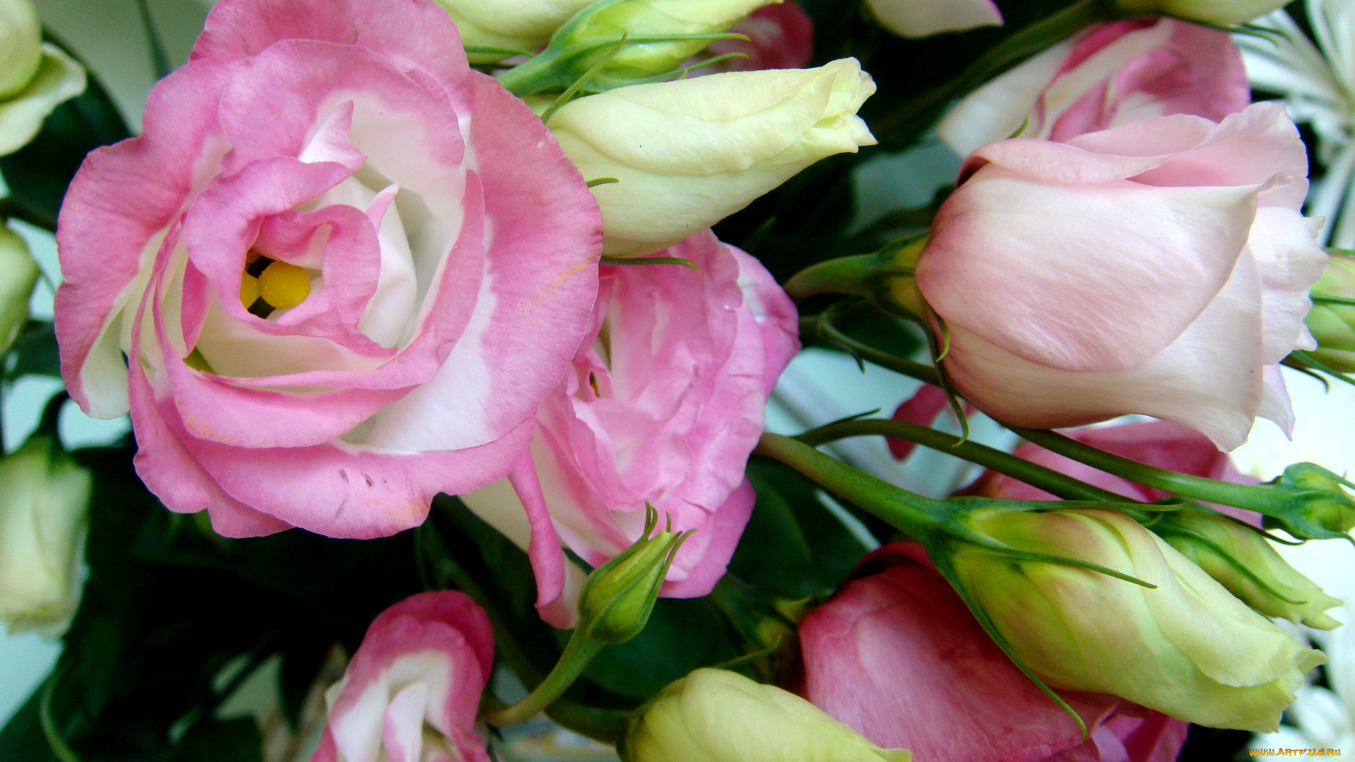 цветы, эустома, букет, много