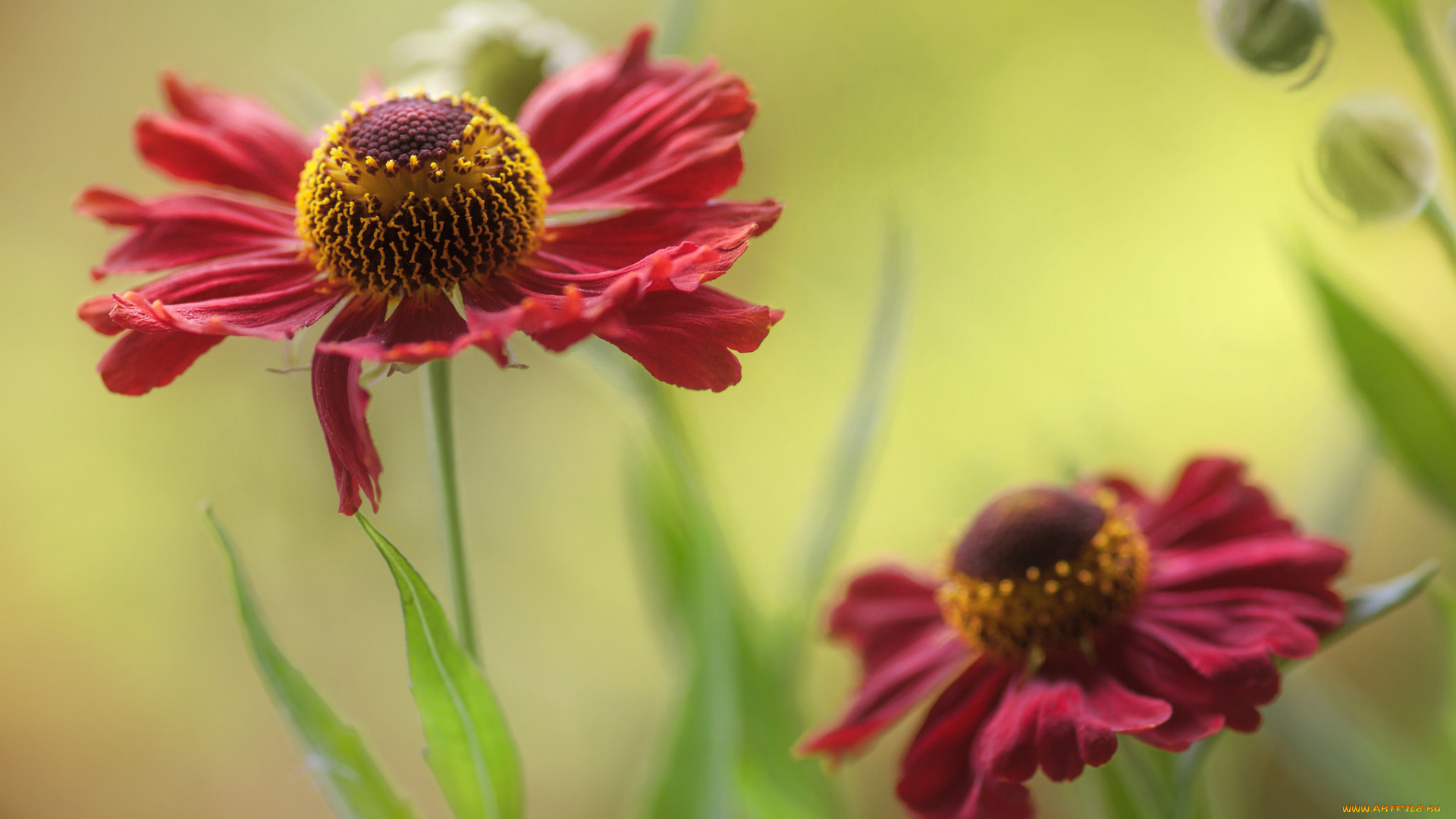 цветы, гайлардии, , гелениумы, гелениум, красные, фон, клумба