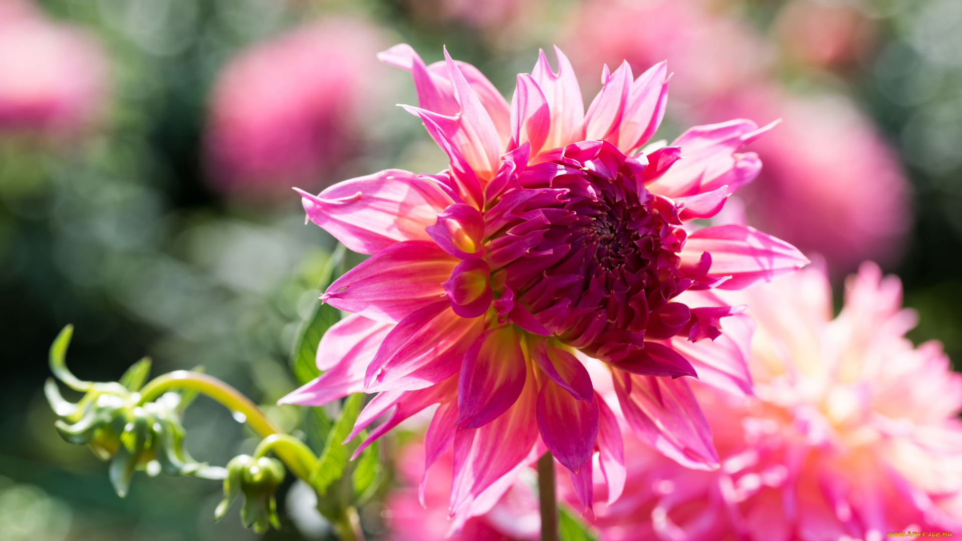 цветы, георгины, бутон, георгин, лепестки, цветение