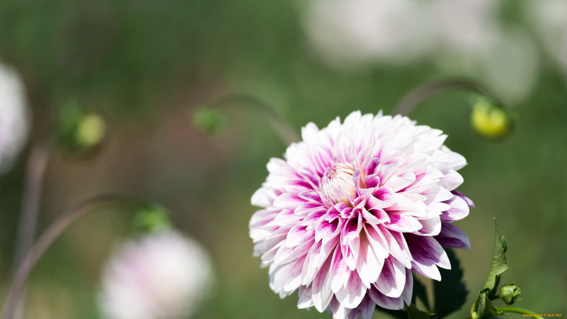 цветы, георгины, бутон, лепестки, цветение, георгин