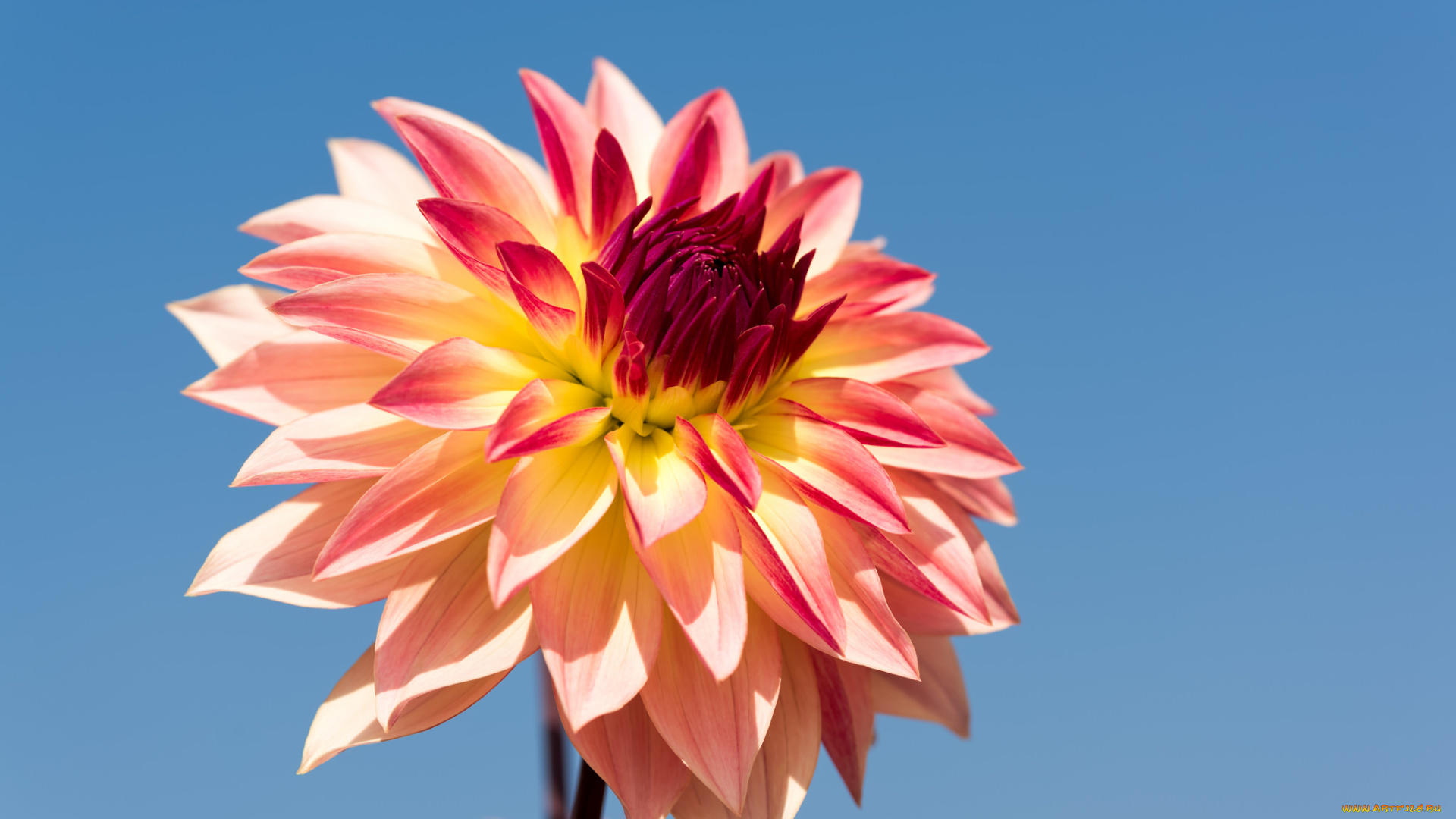 цветы, георгины, цветение, георгин, бутон, лепестки