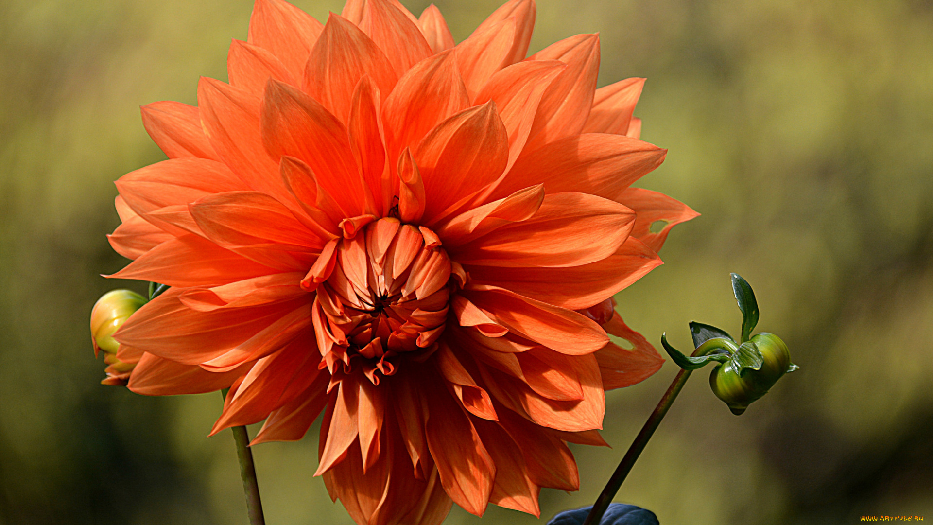 цветы, георгины, цветение, георгин, dahlia, flowering