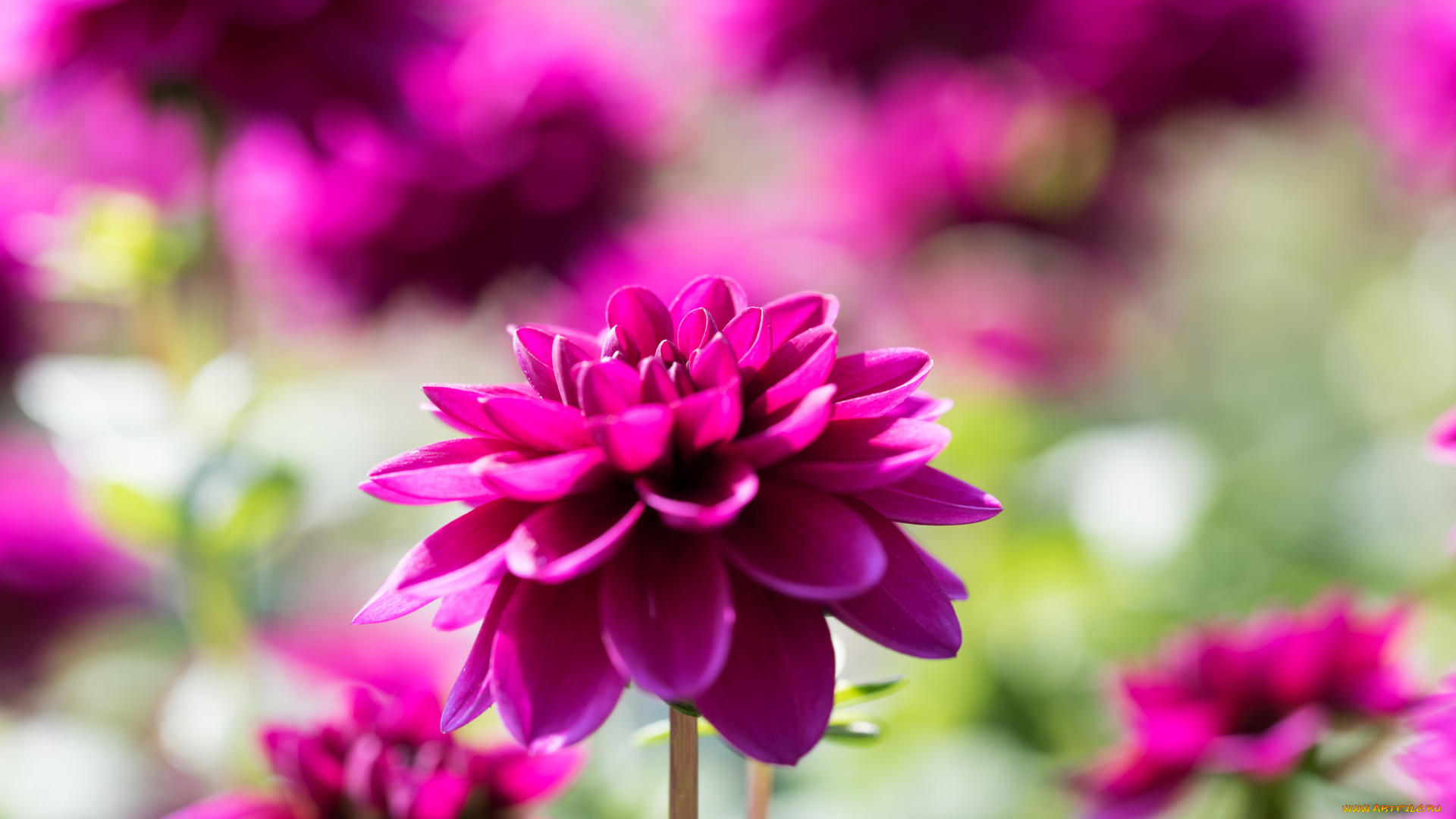 цветы, георгины, лепестки, бутон, цветение, георгин