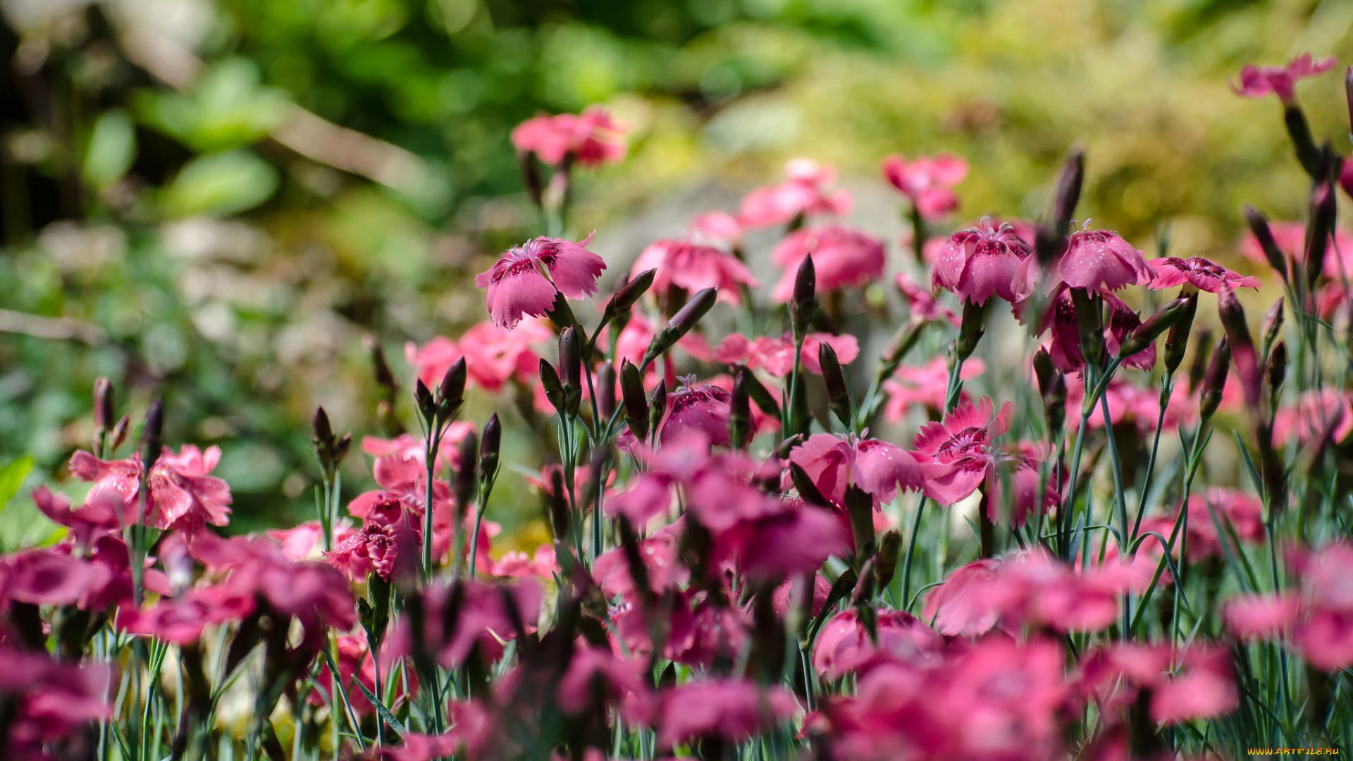 цветы, гвоздики, гвоздика, цветение, лепестки, розовая