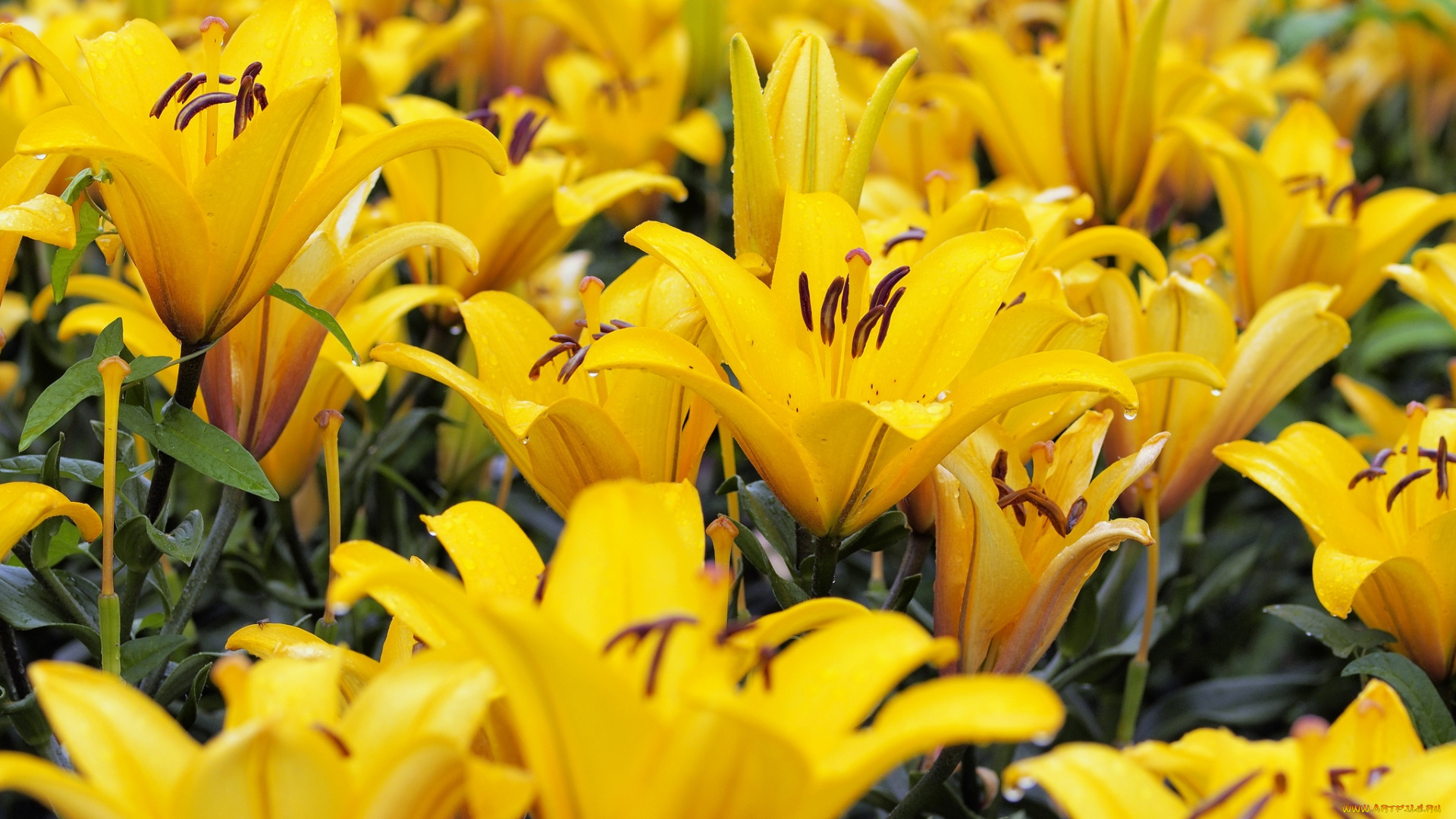 цветы, лилии, , лилейники, цветение, petals, bloom, lily, лепестки