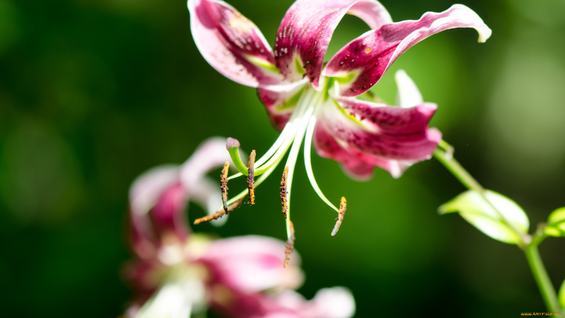 цветы, лилии, , лилейники, lily, лепестки, цветение, petals, bloom