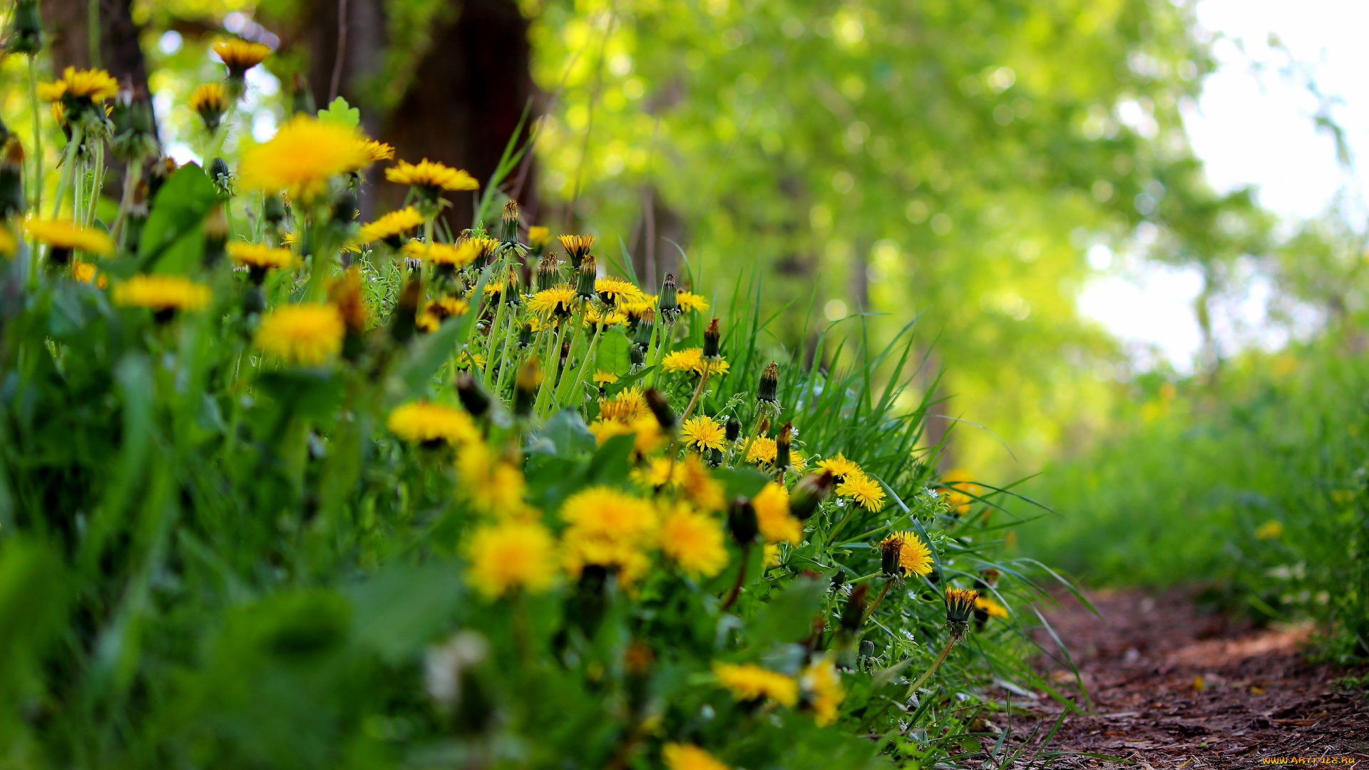 цветы, одуванчики, трава, лето, природа