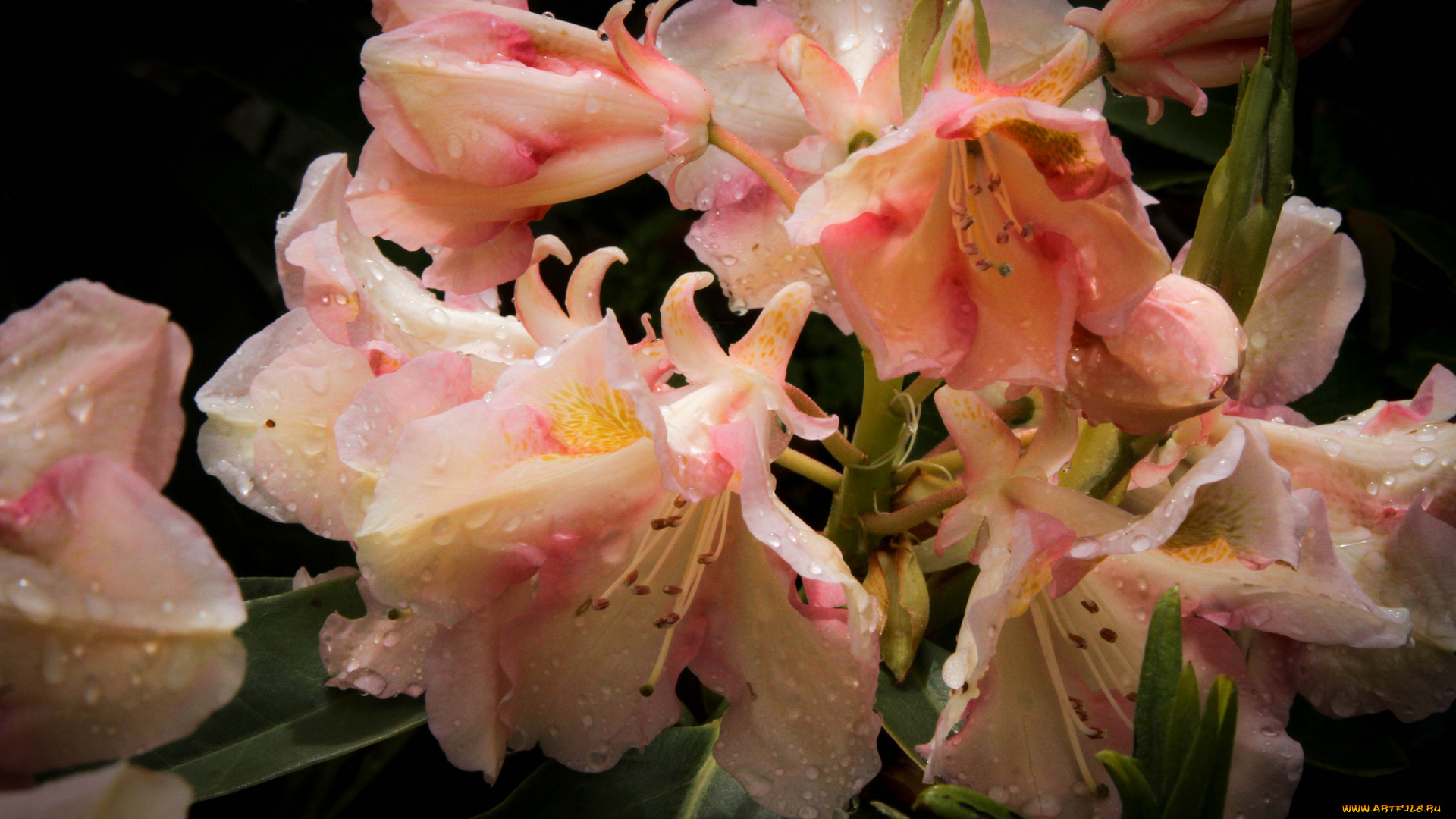 цветы, рододендроны, , азалии, листья, ветка, азалия