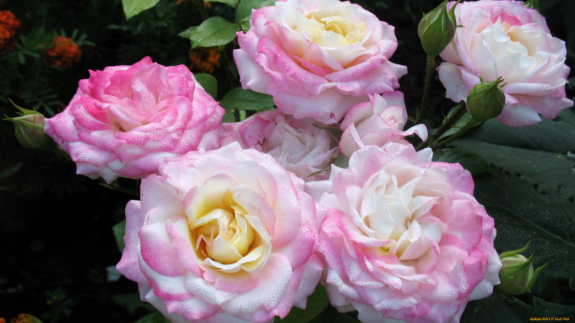 цветы, розы, крупным, планом, розовые