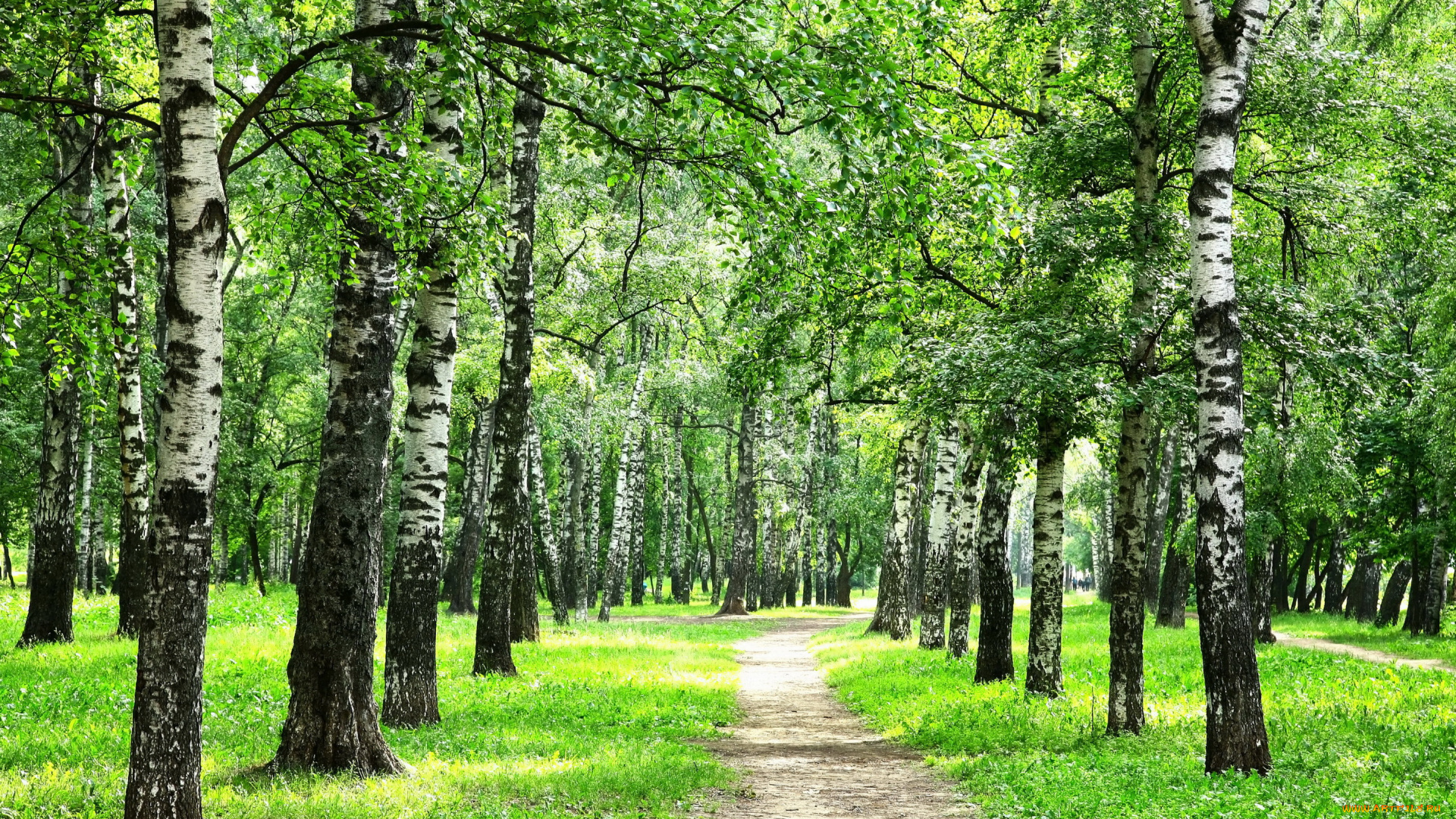 природа, дороги, тропинка, березы, роща