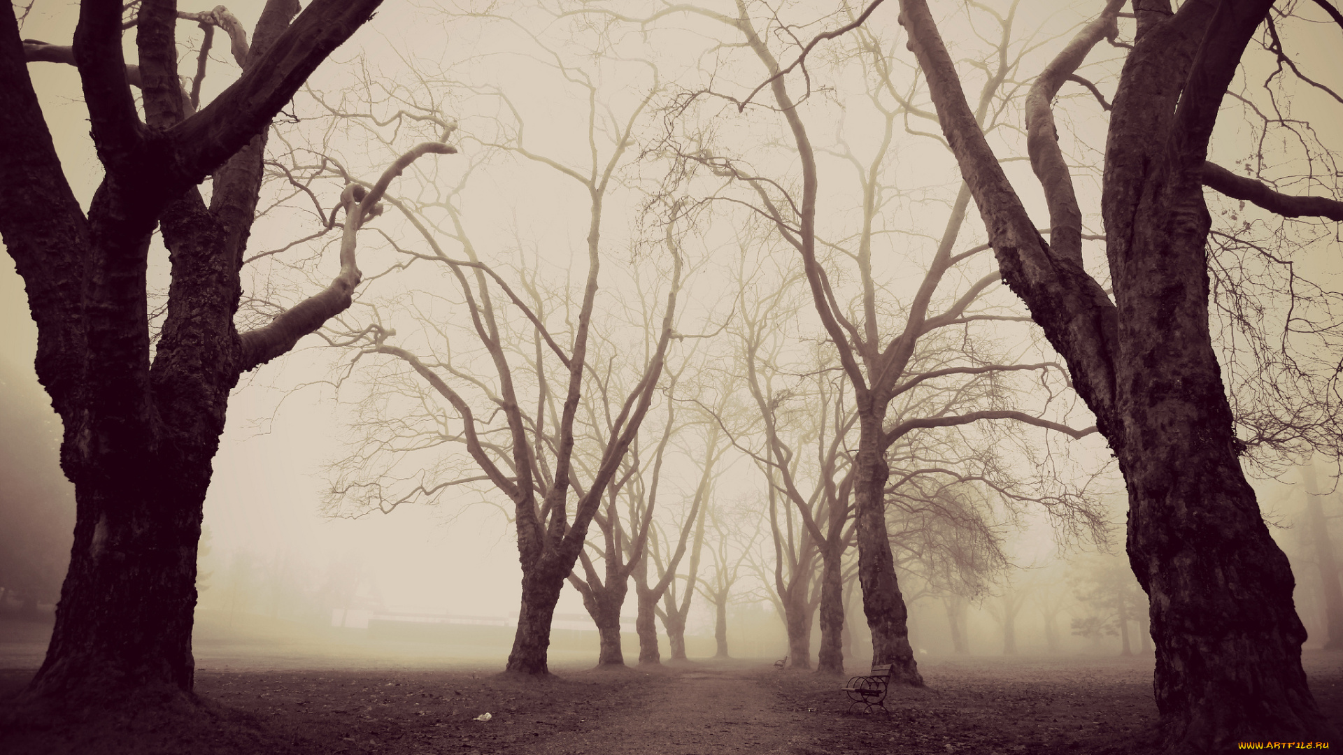 природа, дороги, туман, деревья, парк