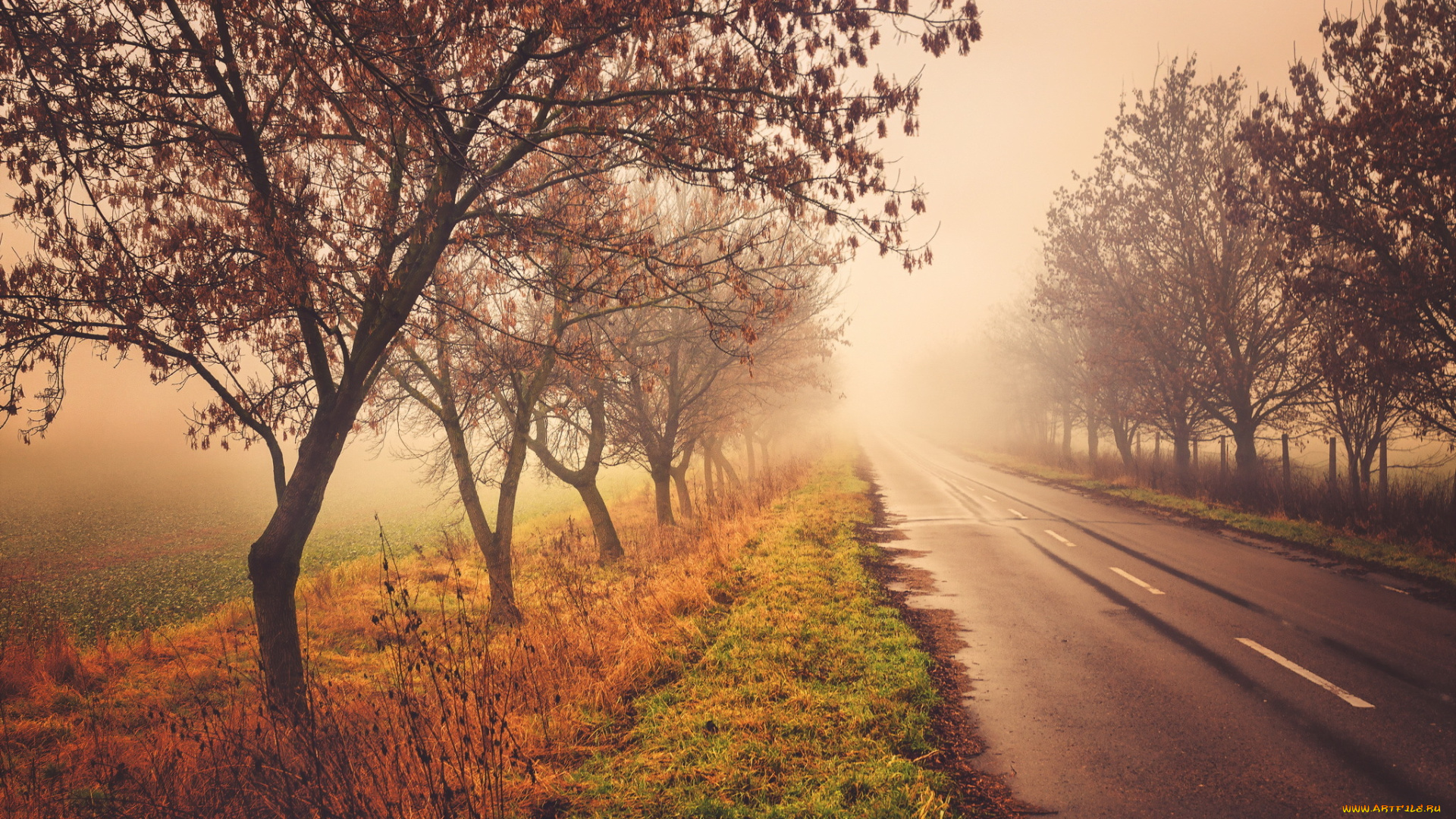природа, дороги, туман, осень, деревья, дорога