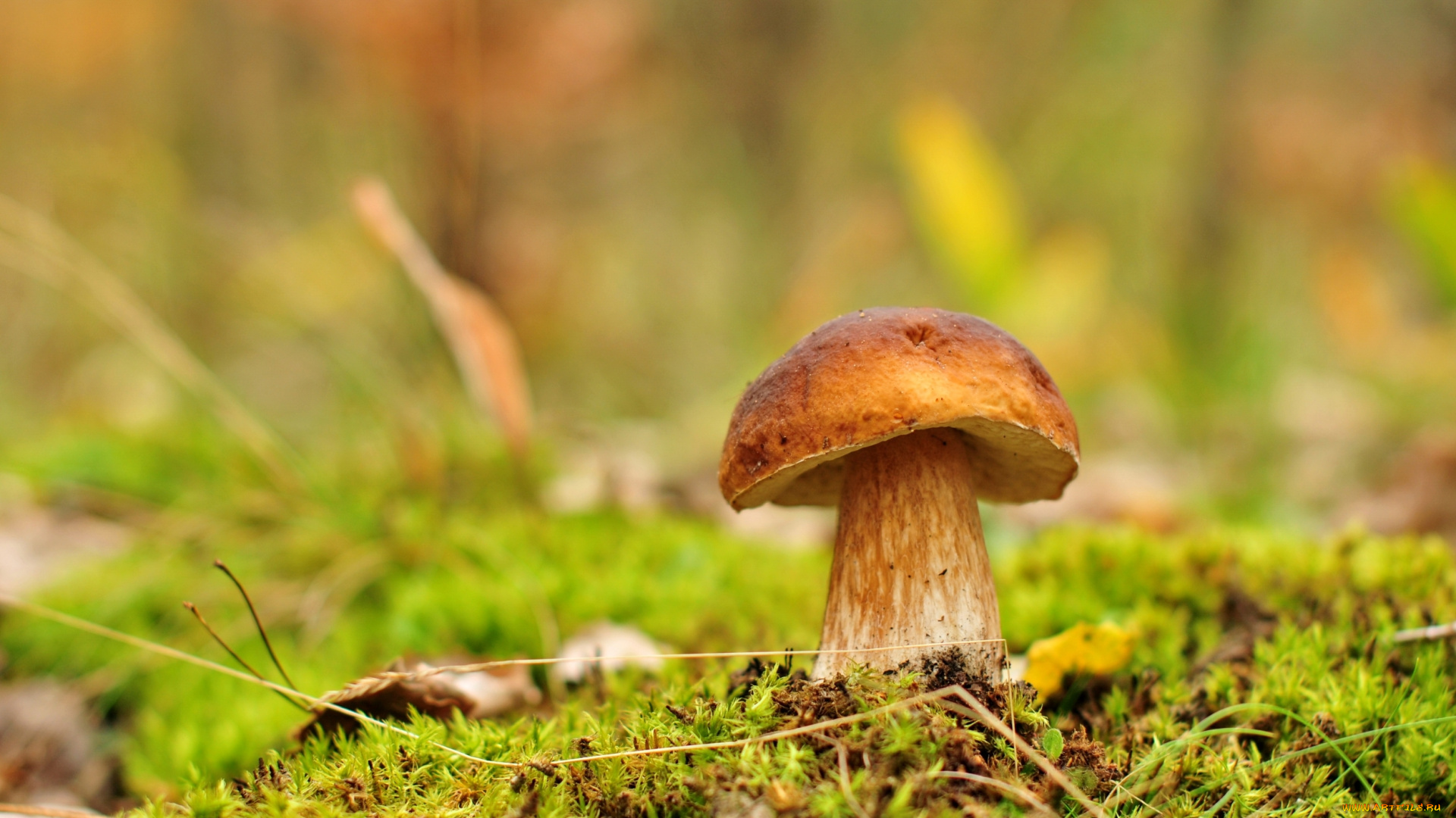 природа, грибы, боровик, зелень, гриб