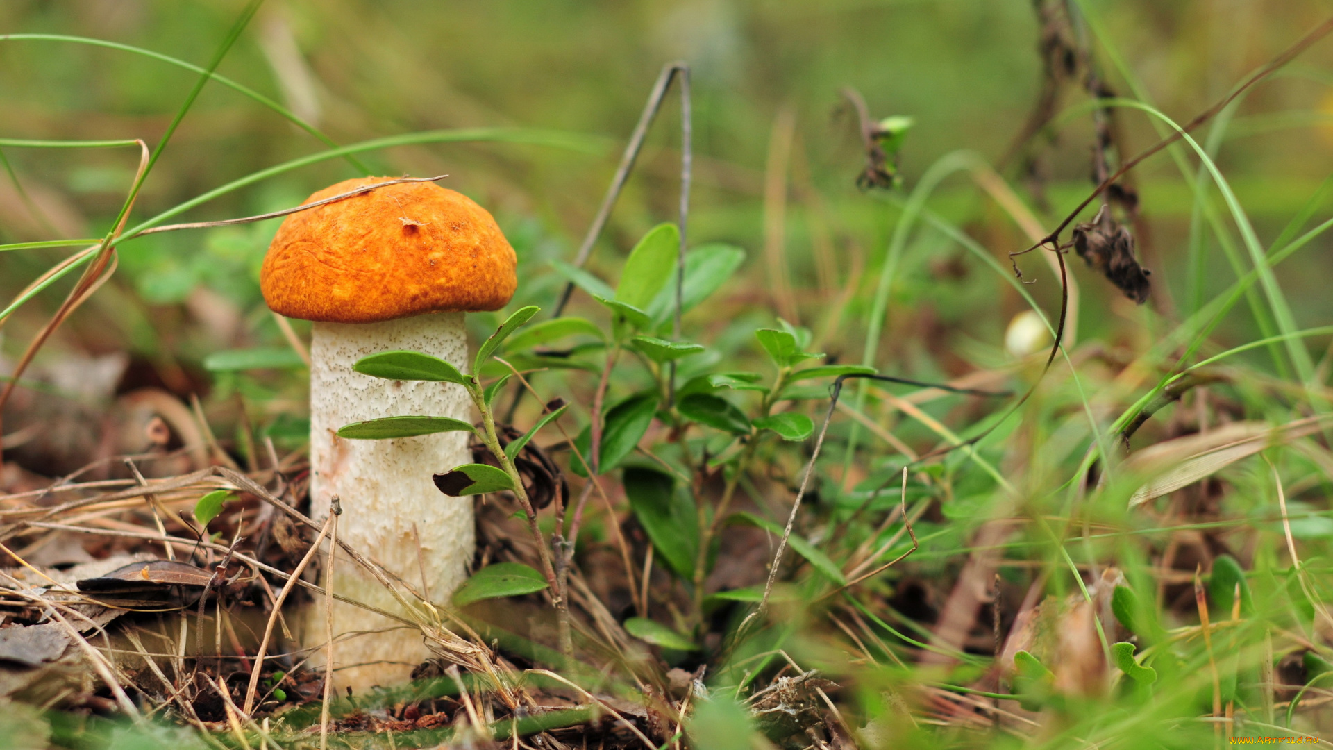 природа, грибы, лес, гриб