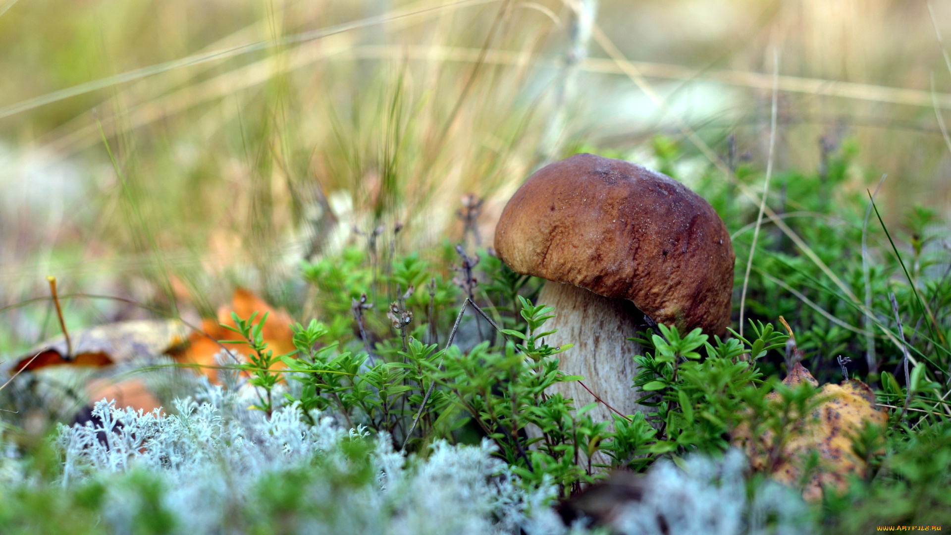 природа, грибы, лес, гриб