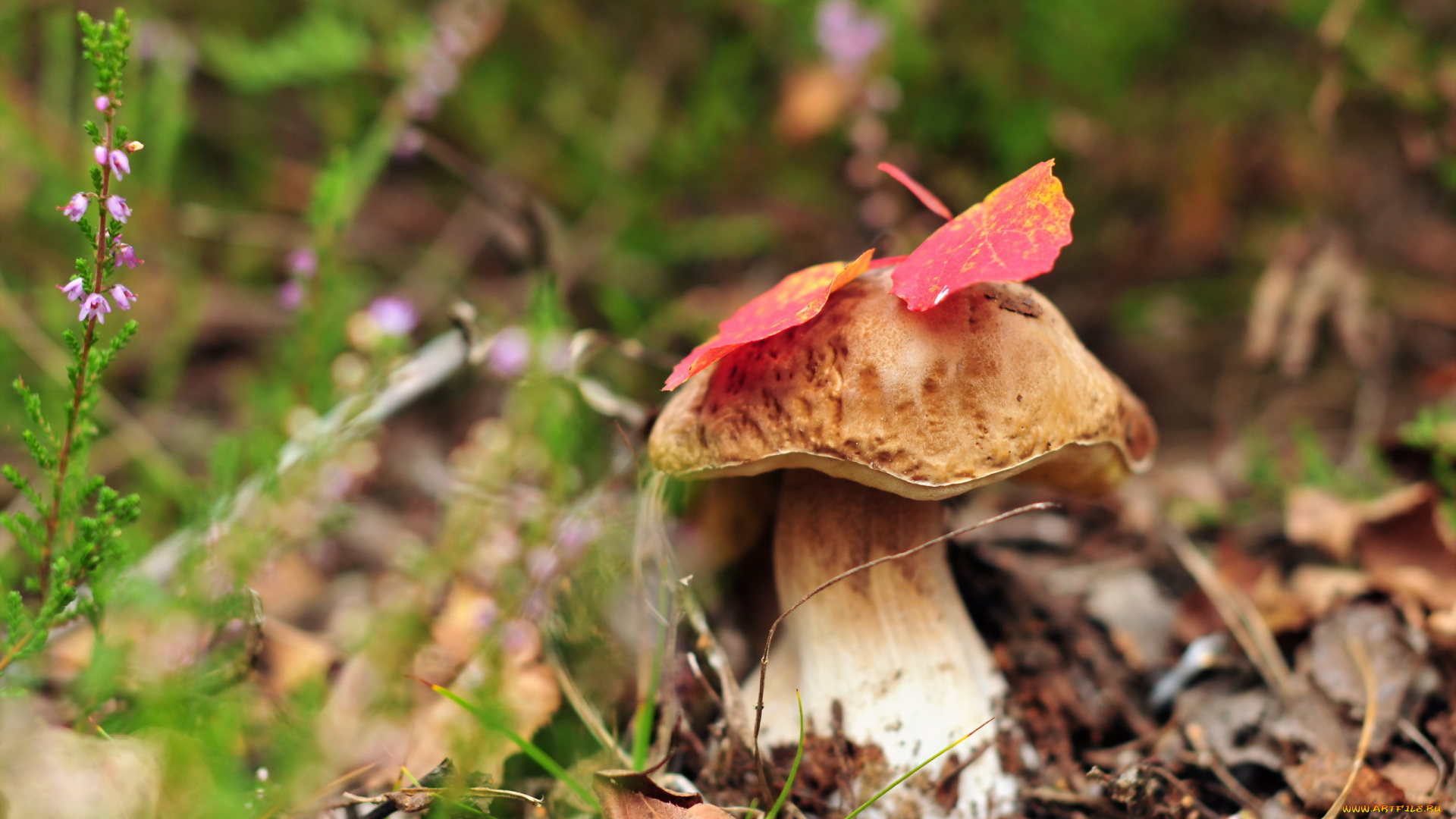 природа, грибы, осень, гриб