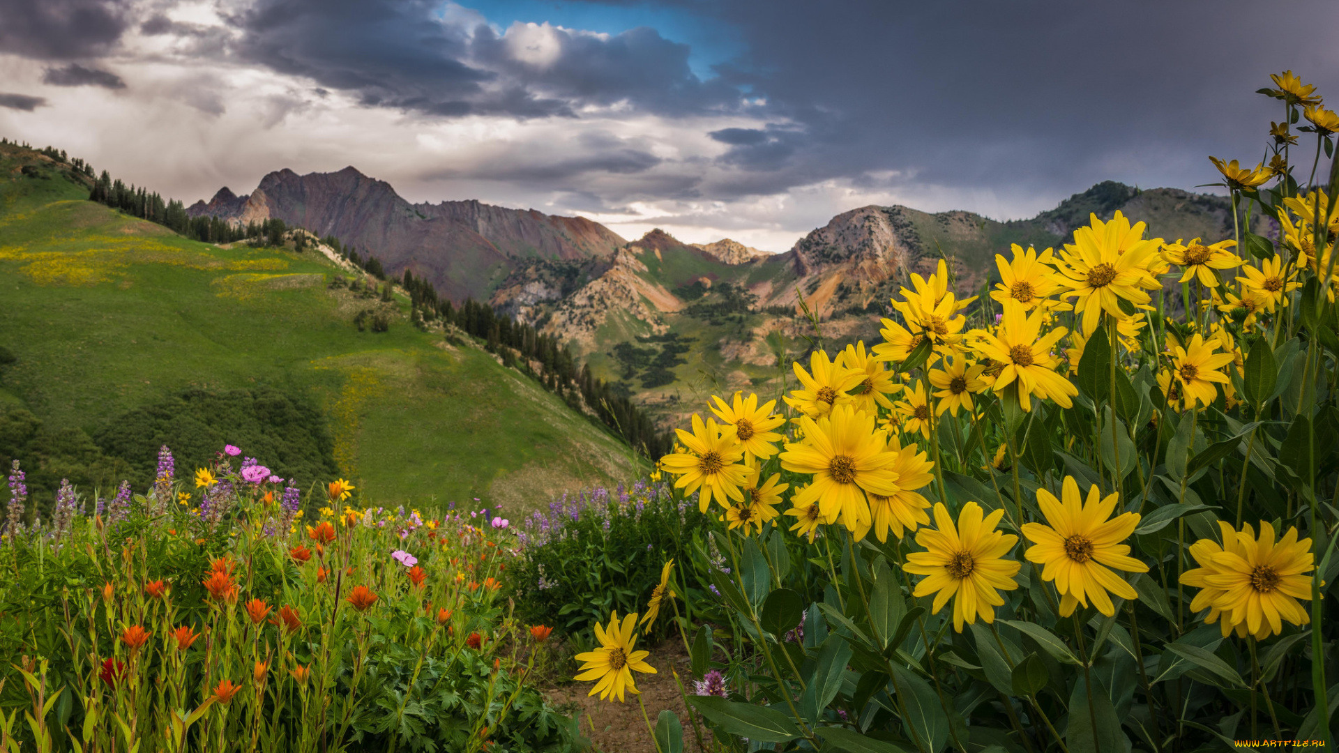 природа, луга, цветы, луг, облака, горы