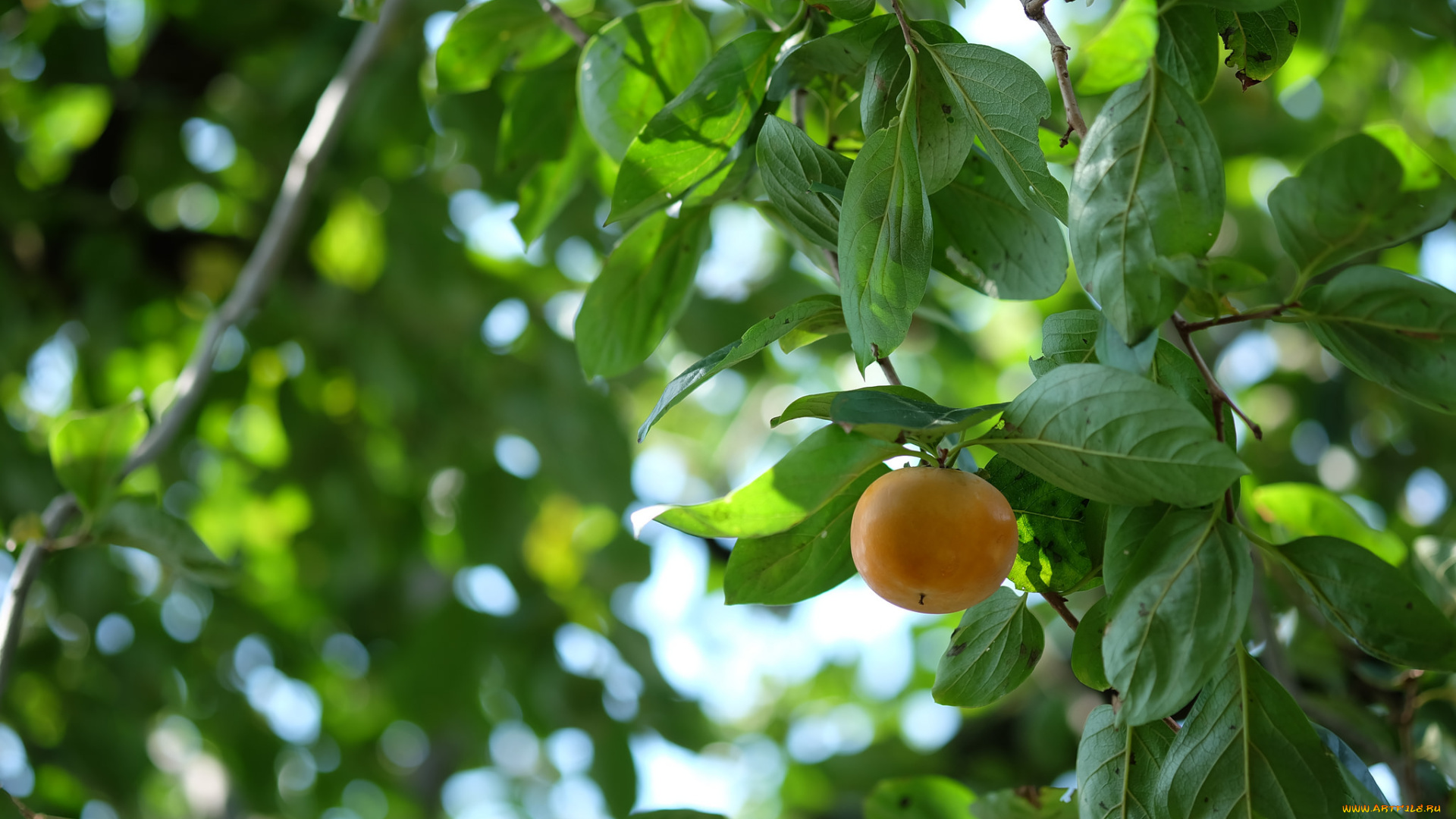 природа, плоды, листья, ветки, дерево, плод, хурма