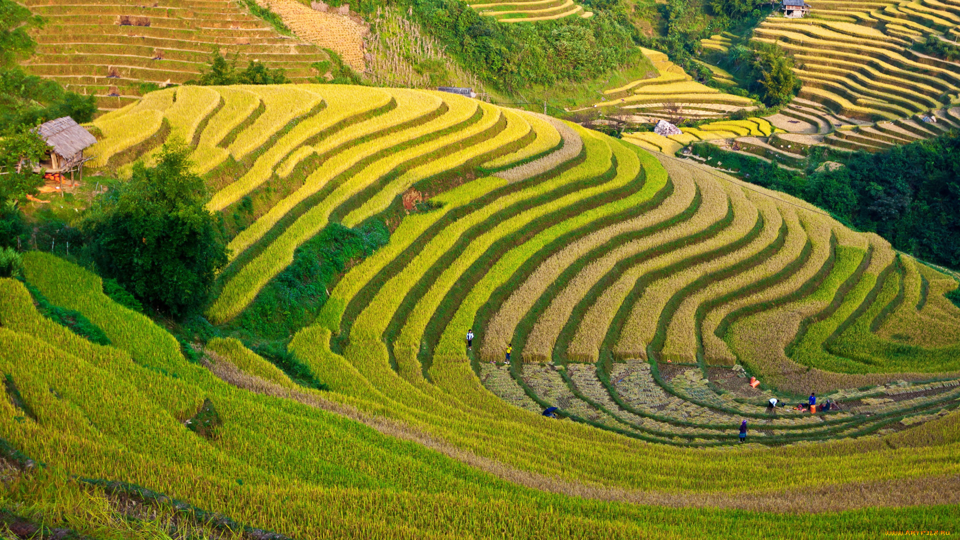 природа, поля, плантация, чай, пейзаж