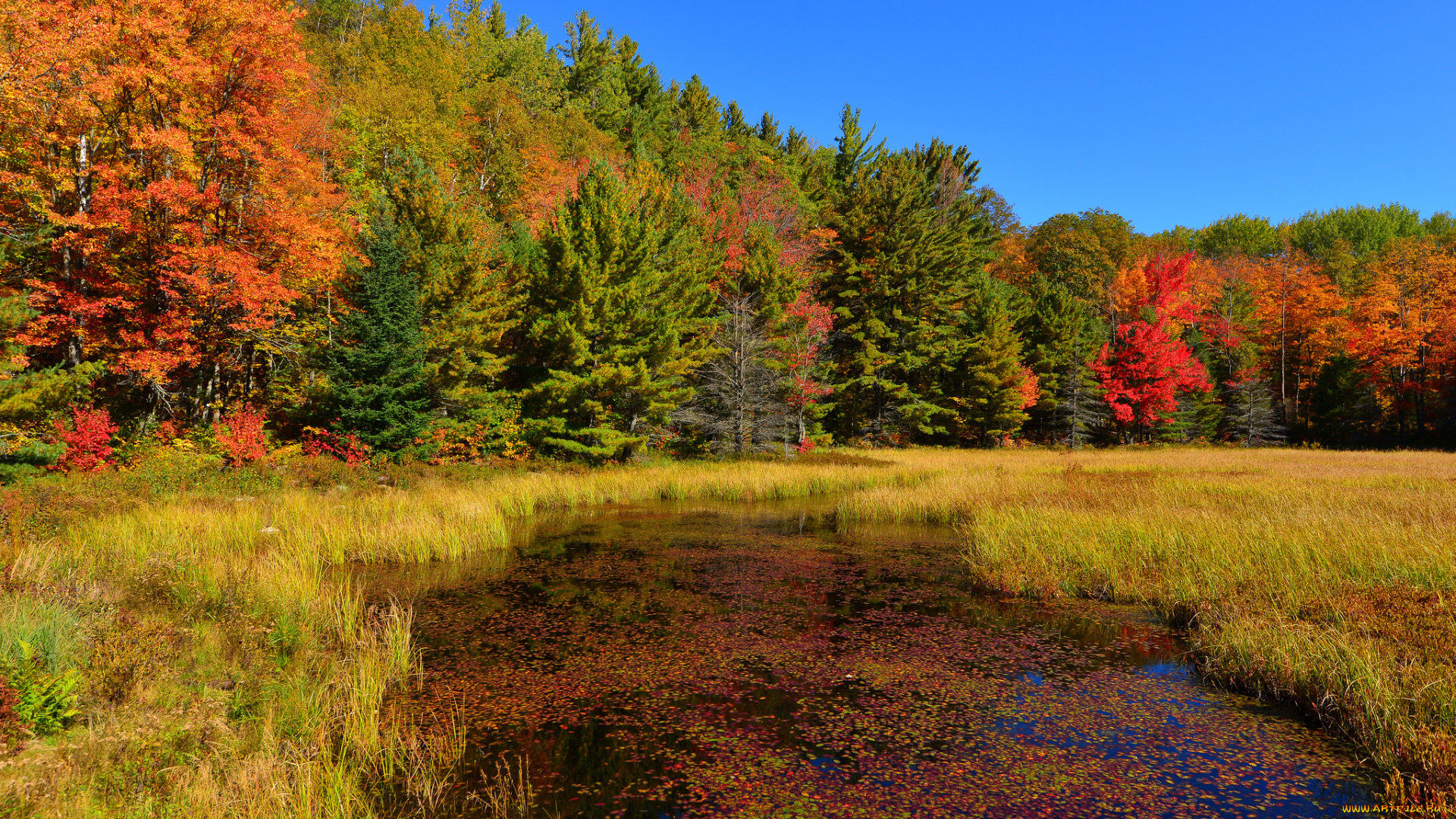 природа, реки, озера, деревья, трава, пруд, лес, небо, осень