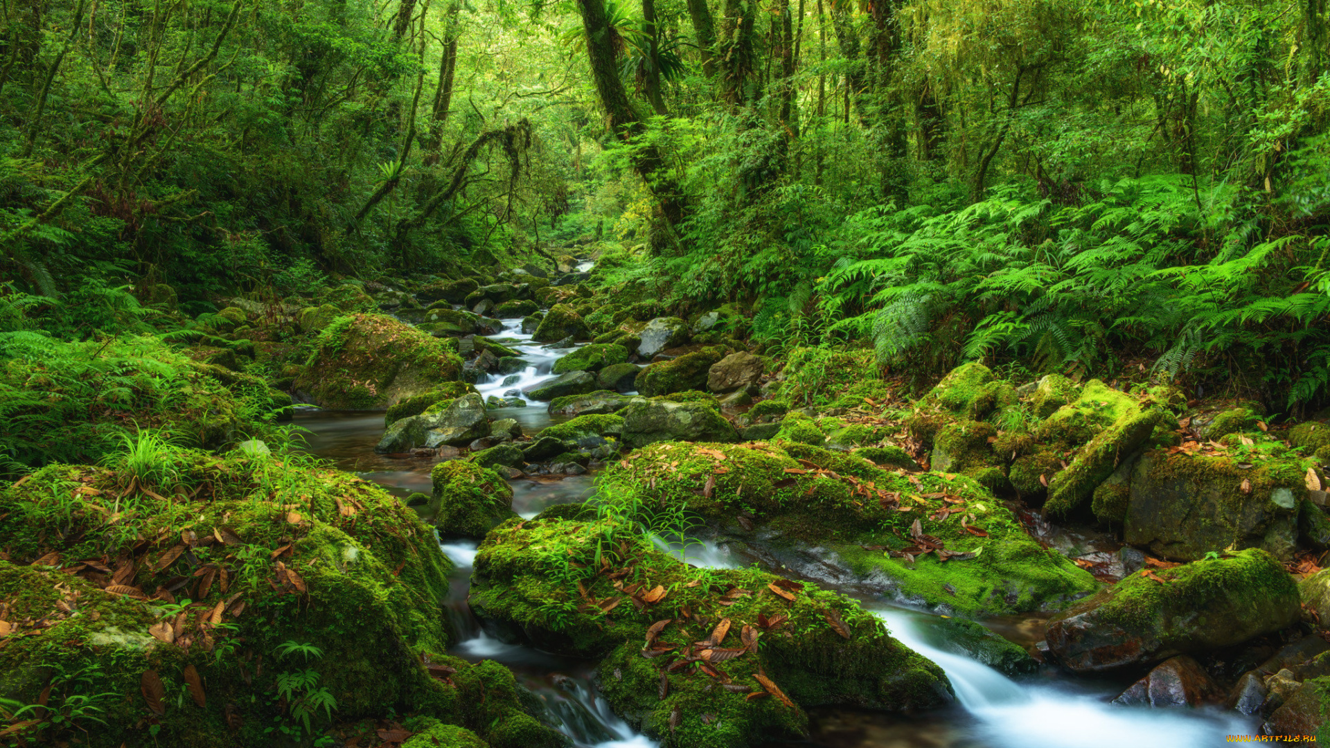 природа, реки, озера, мох, камни, лес, ручей