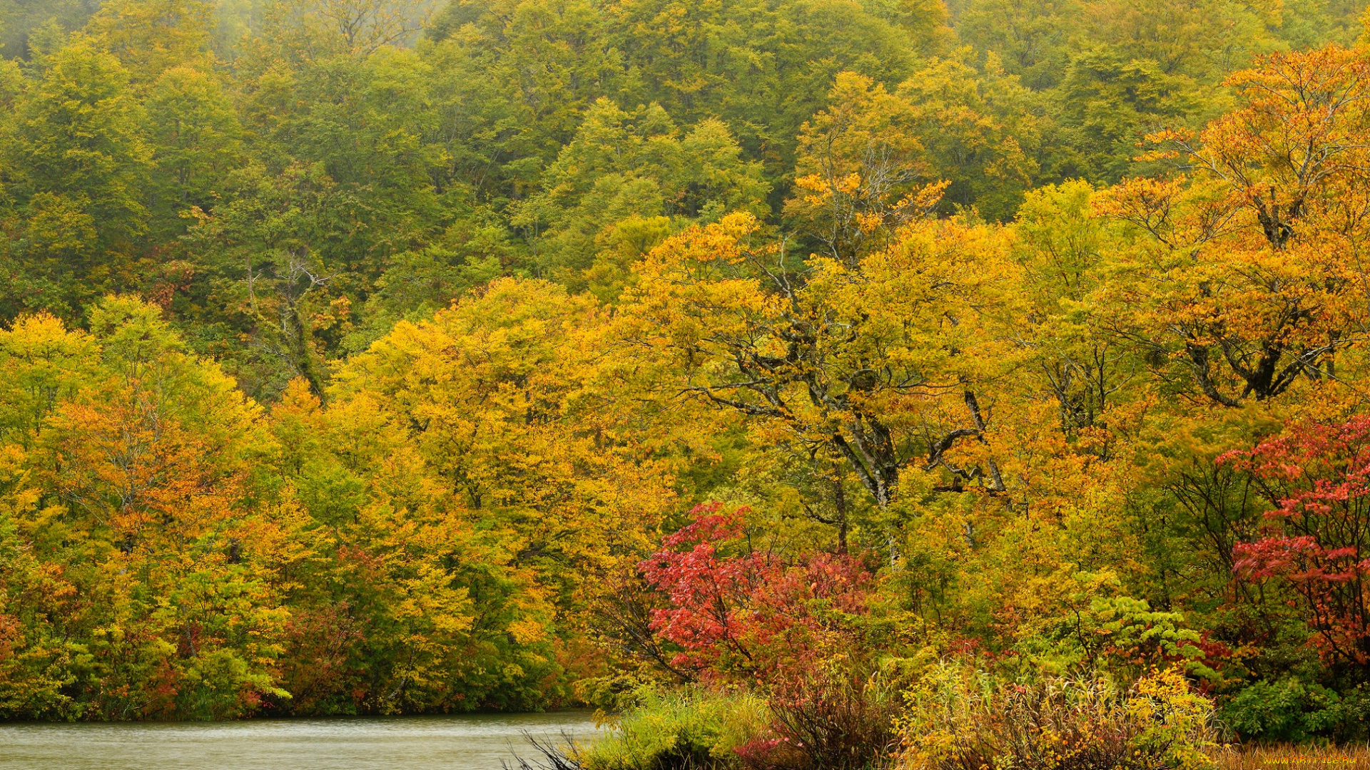 природа, реки, озера, осень, река, деревья, лес